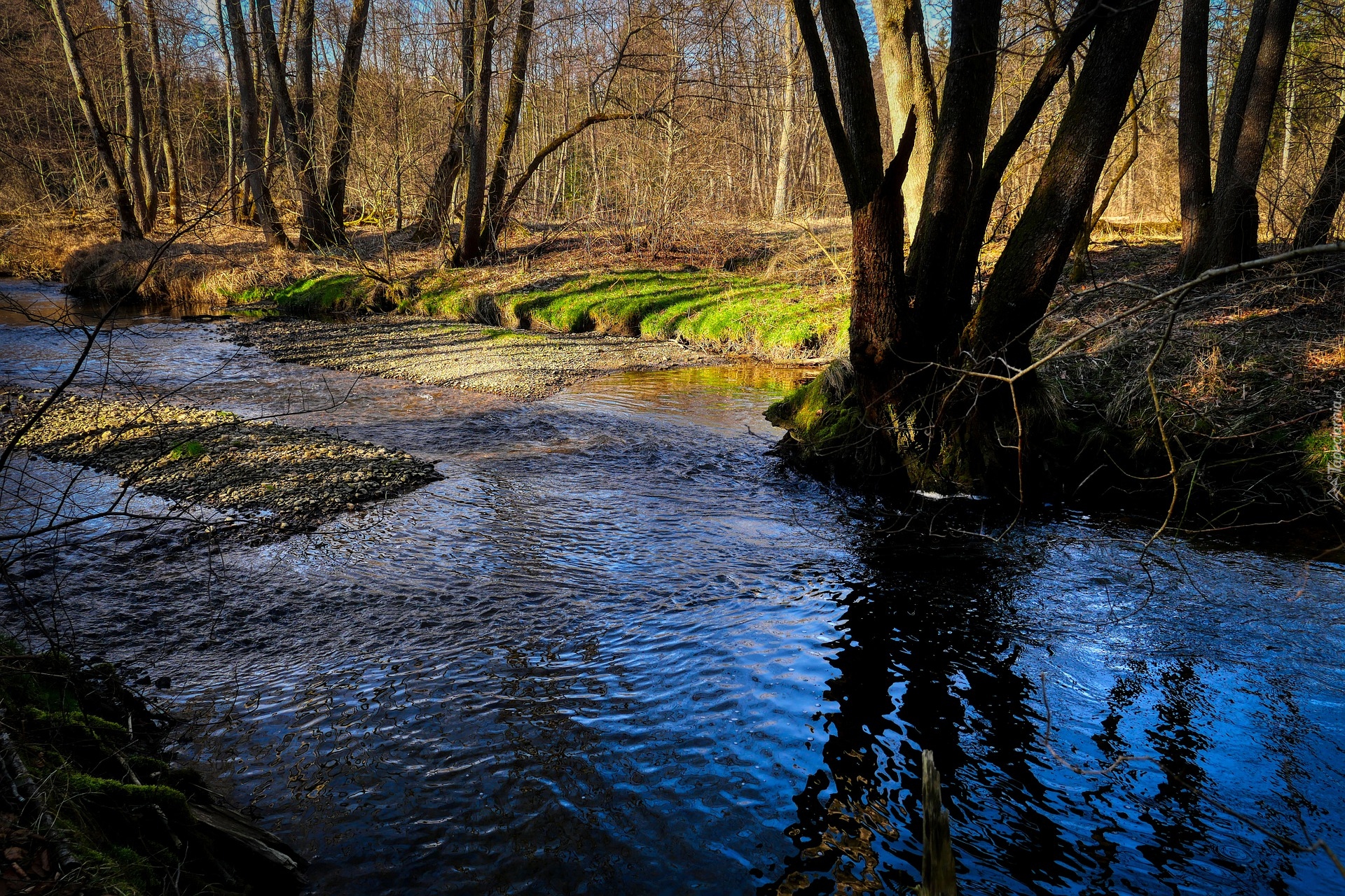 Rzeka, Strumień, Las, Drzewa