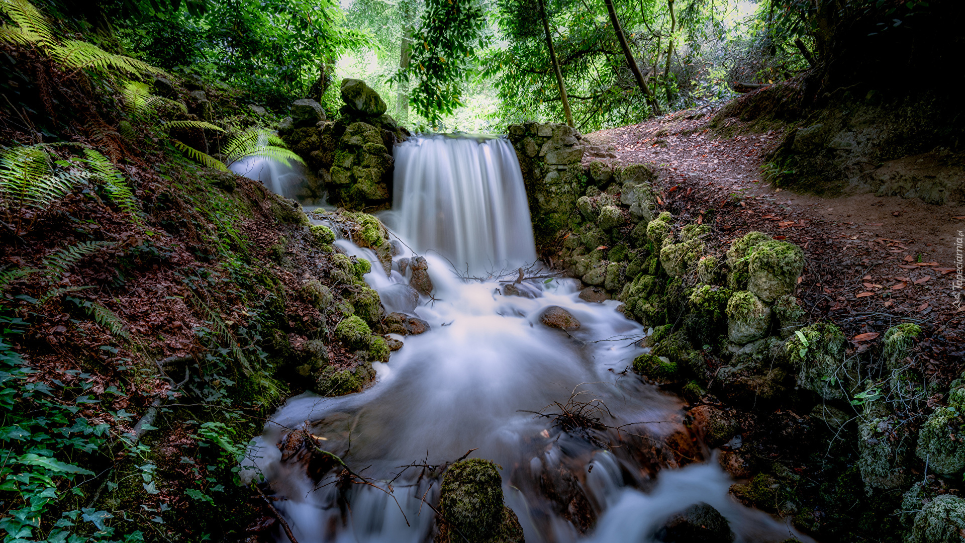 Las, Drzewa, Wodospad, Rzeka, Kamienie, Tipperary, Irlandia