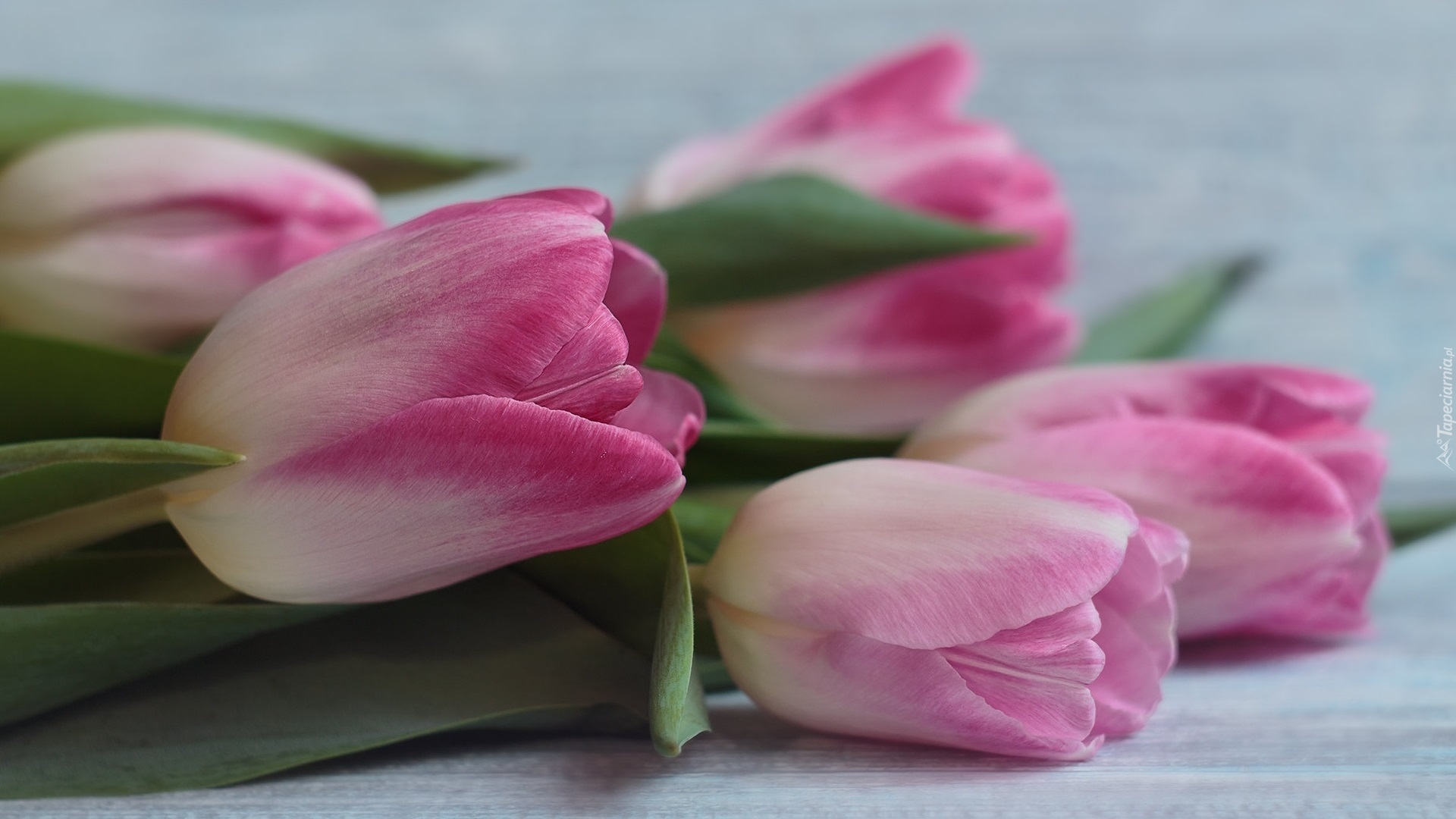 Kwiaty, Różowo-białe, Tulipany