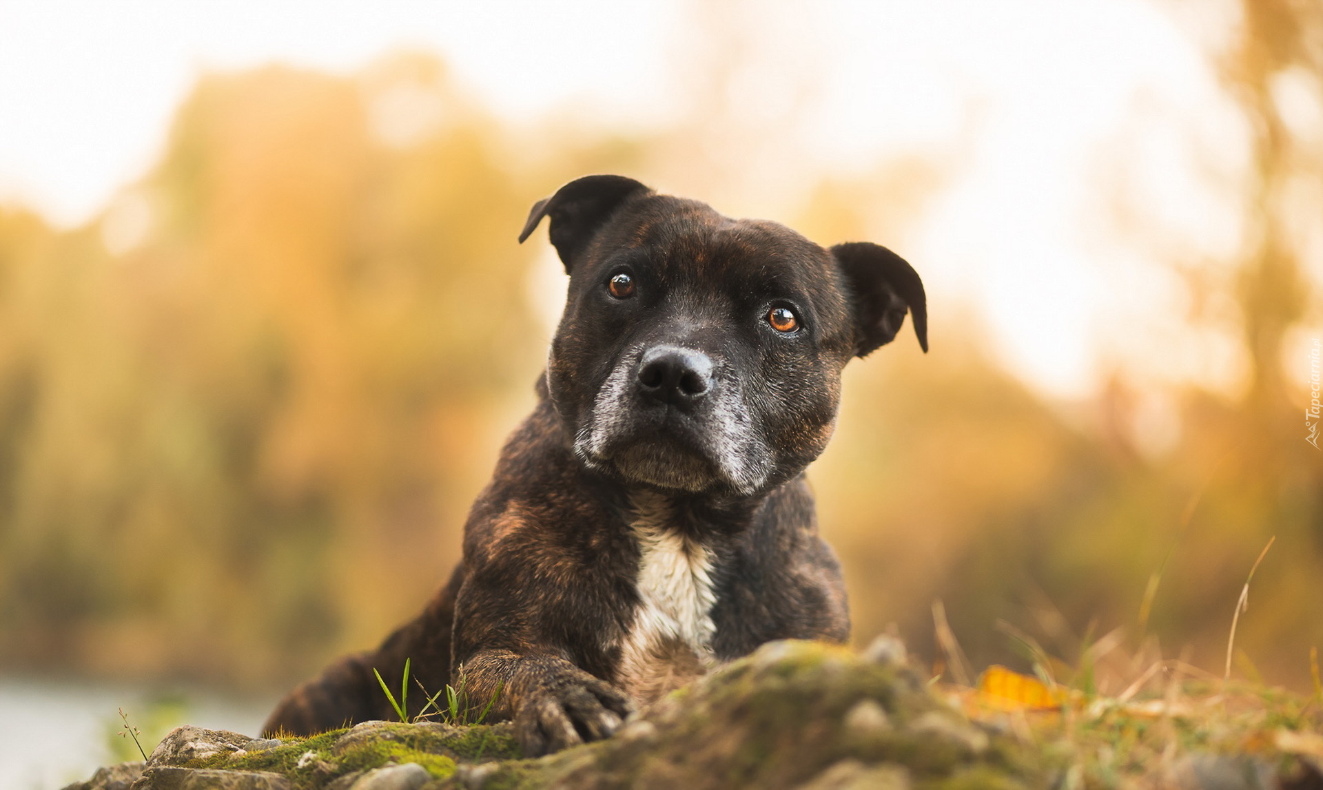 Amerykański pitbulterier, Pit Bull Terrier