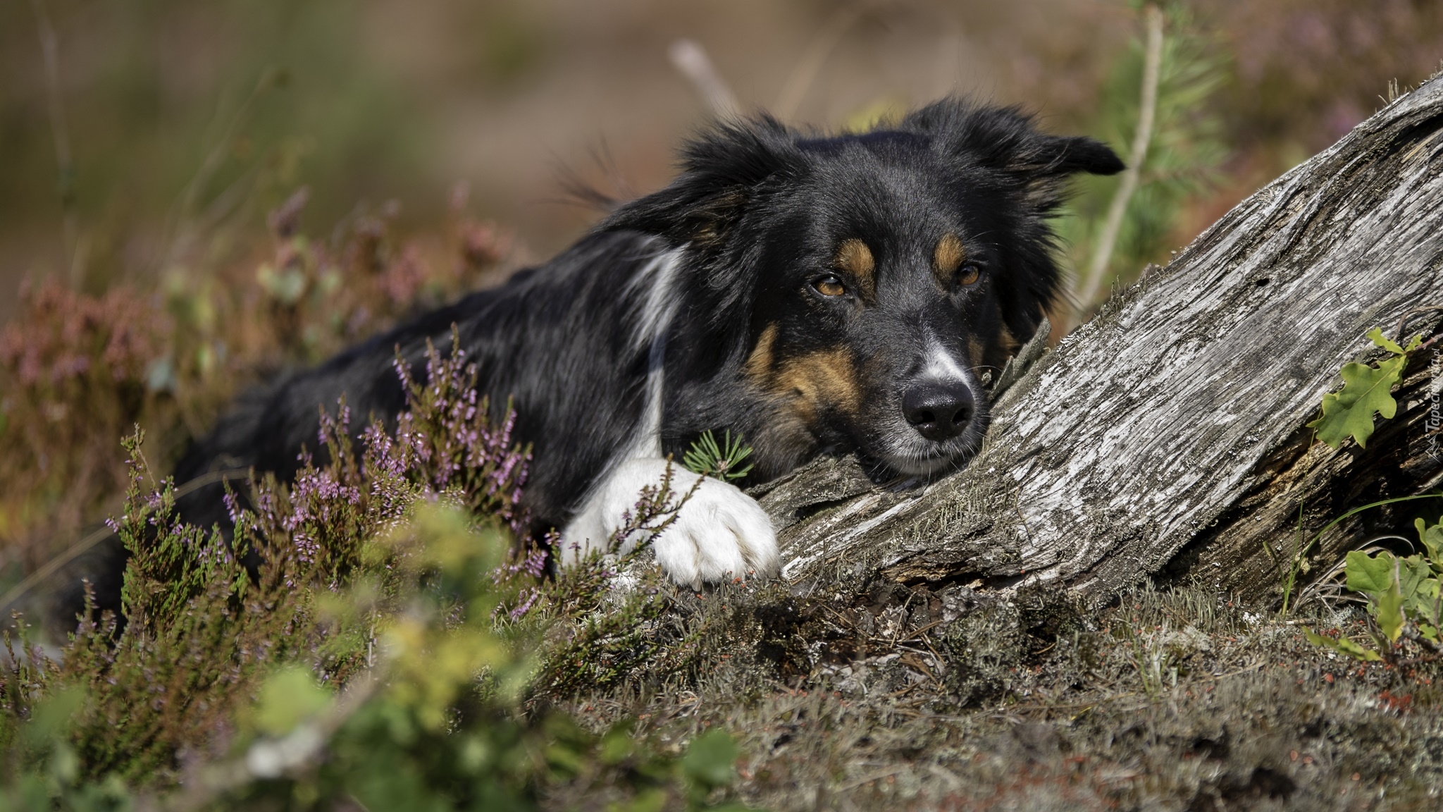 Pies, Border collie, Mordka, Wrzos, Drzewo