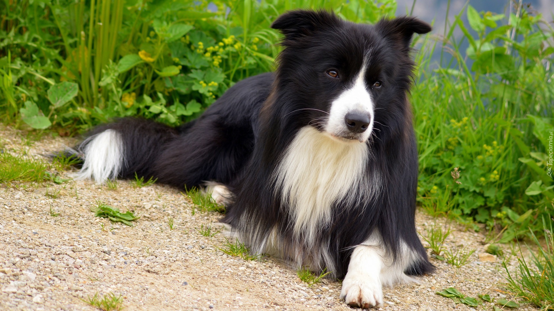 Leżący, Border collie, Rośliny