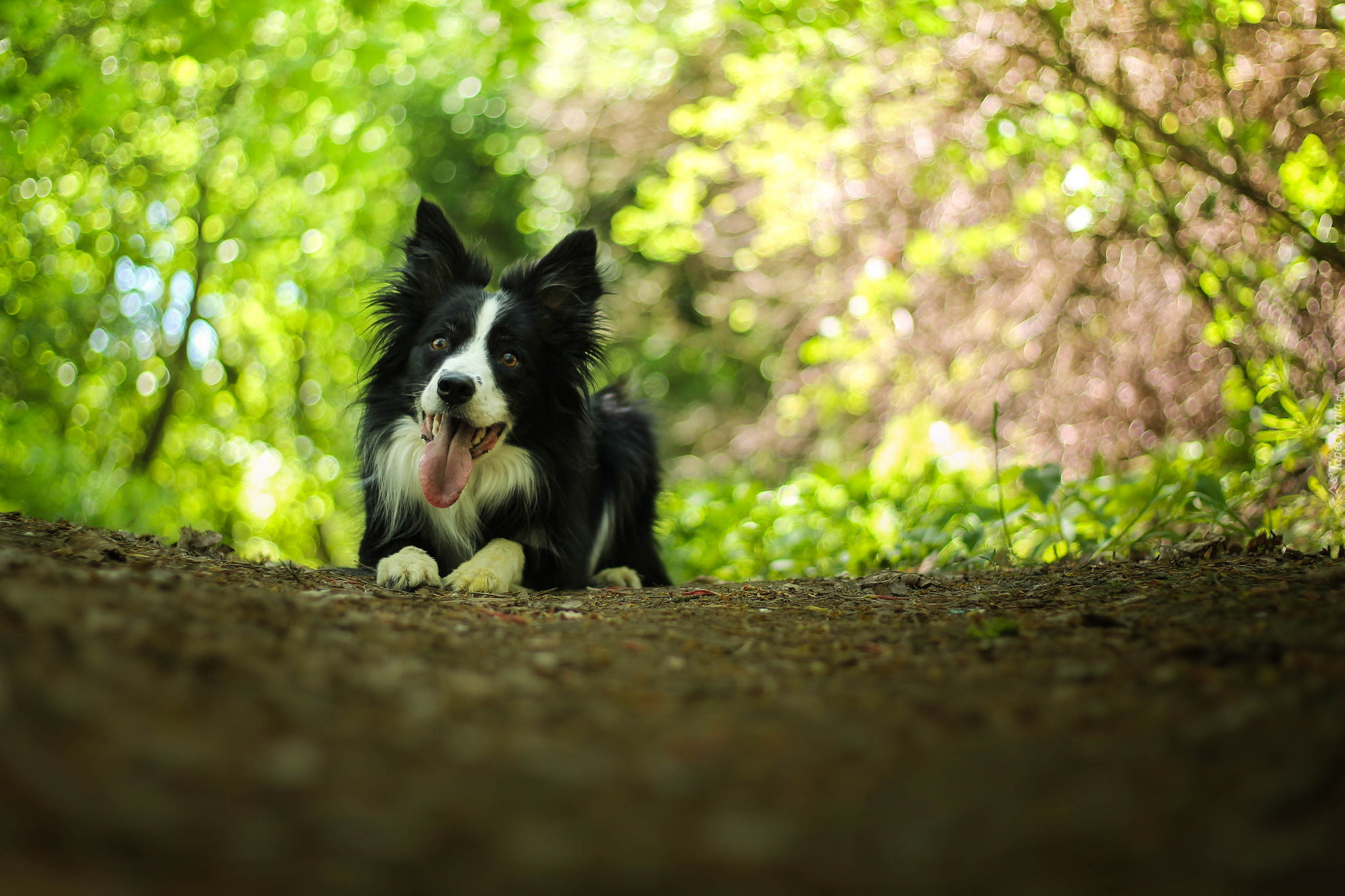 Leżący, Pies, Border collie, Bokeh