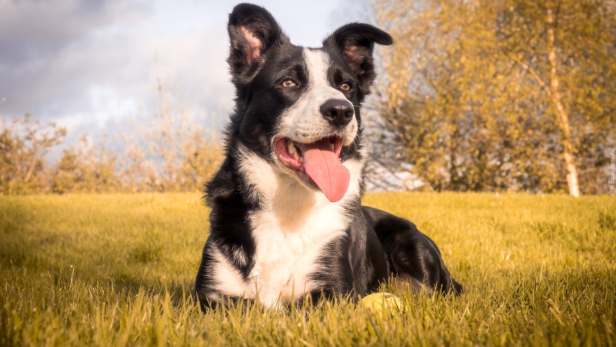 Pies, Łąka, Border collie