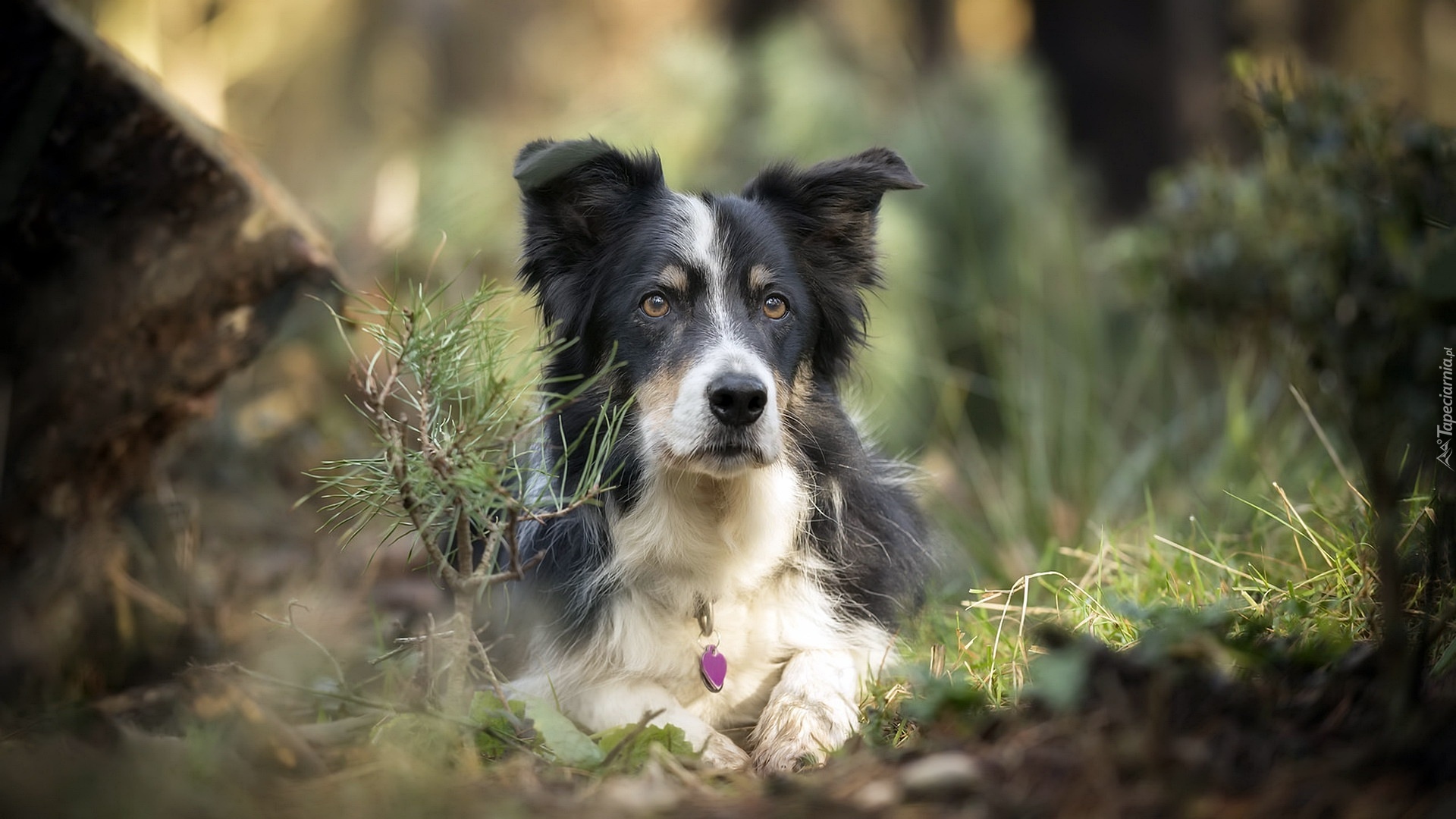 Leżący, Pies, Border collie, Mordka, Rośliny