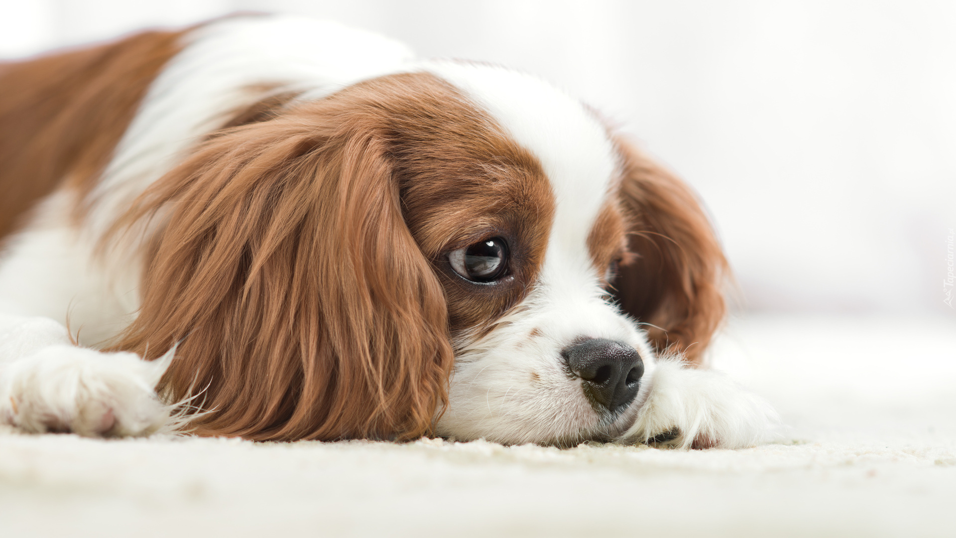 Mały, Pies, Cavalier king charles spaniel