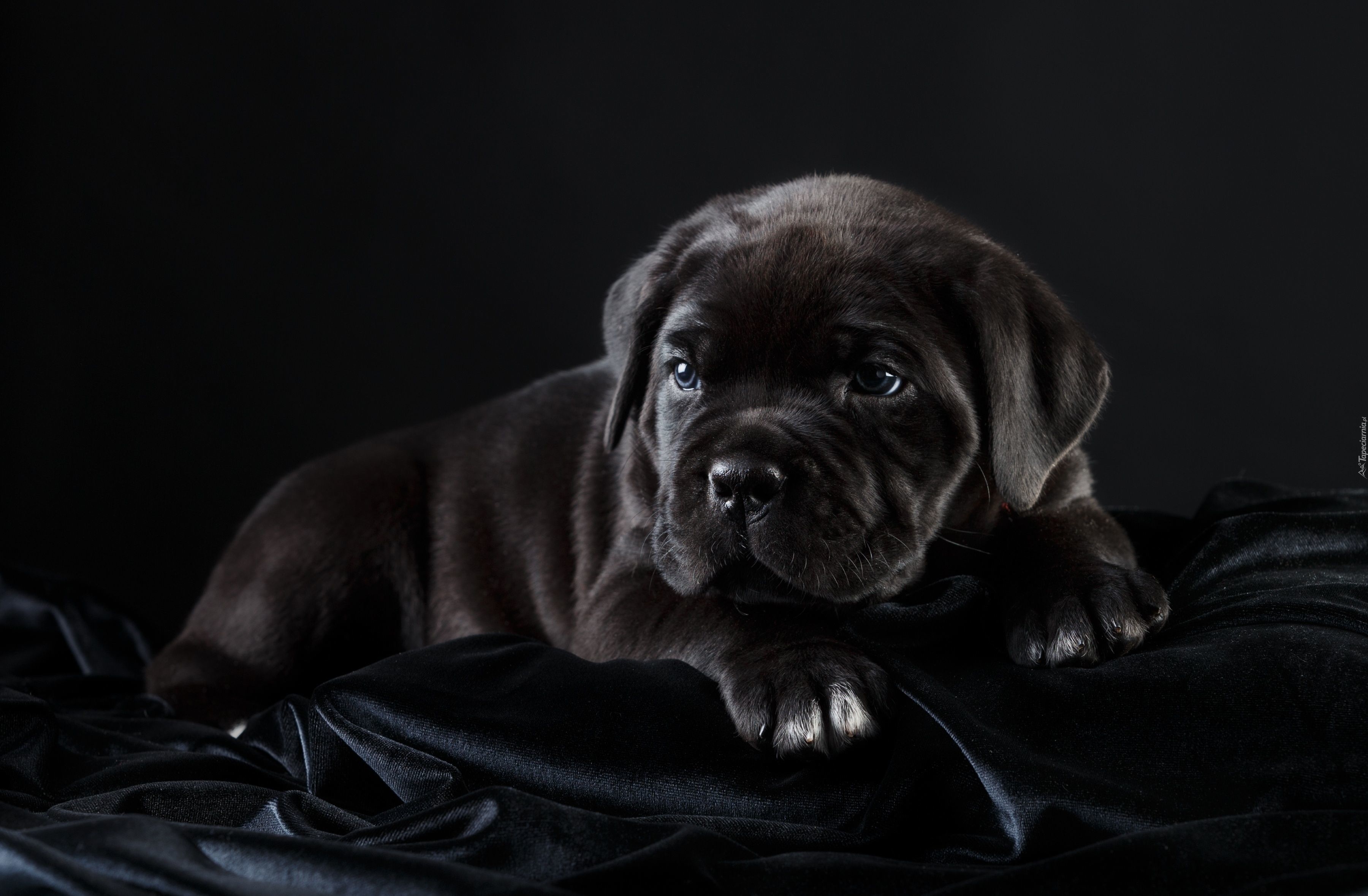 Czarny, Szczeniak, Cane Corso