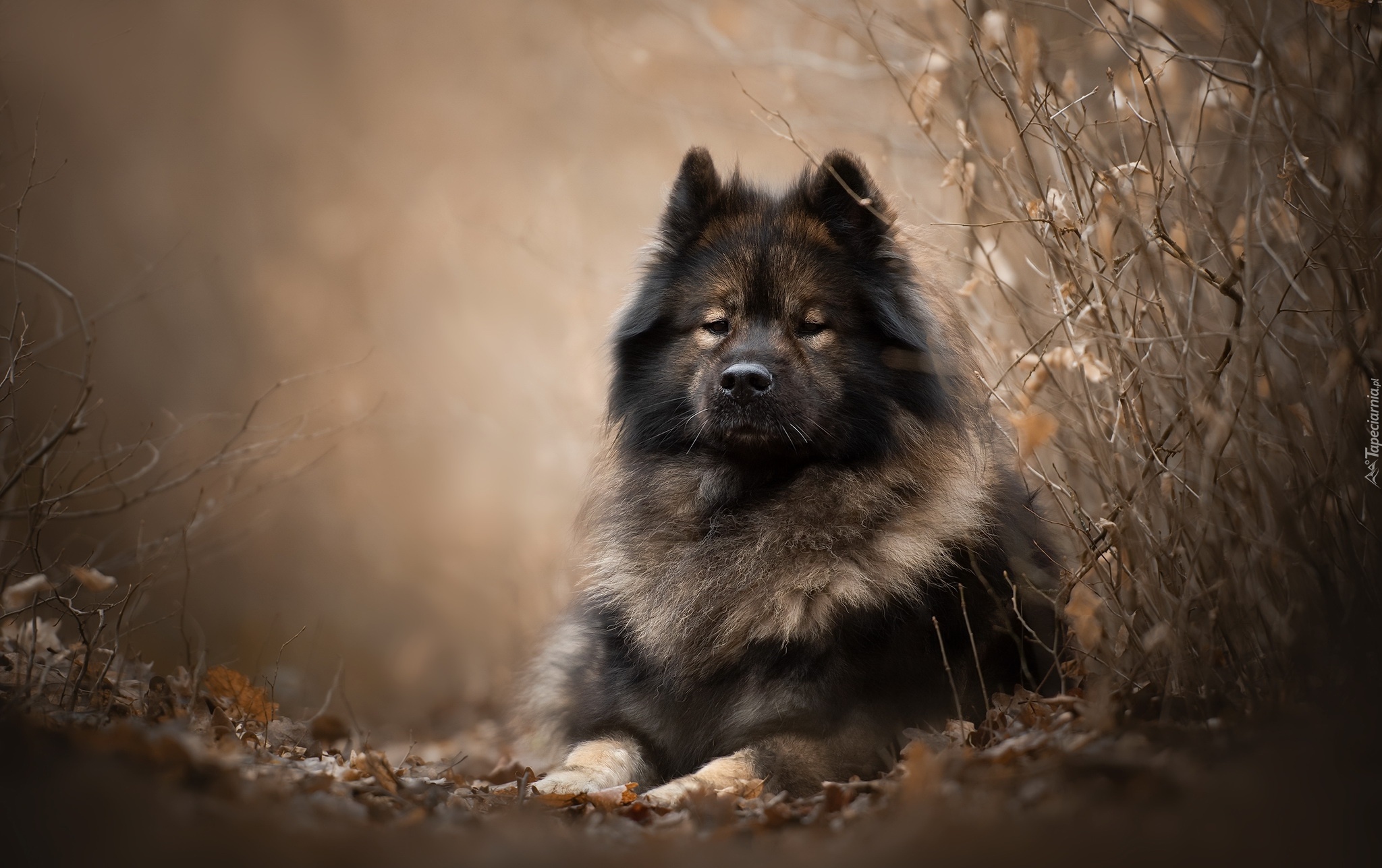 Leżący, Pies, Szpic, Eurasier, Gałązki