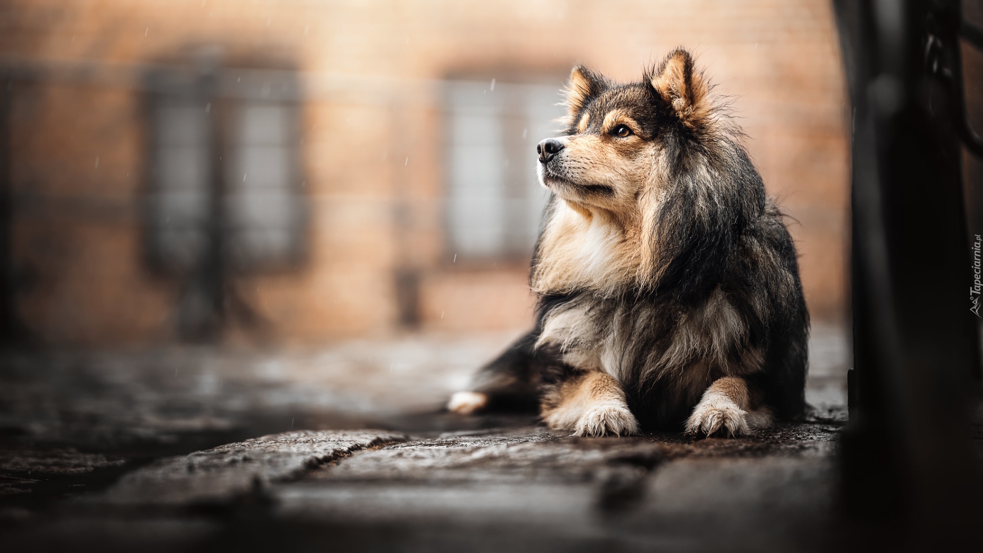 Leżący, Pies, Fiński lapphund