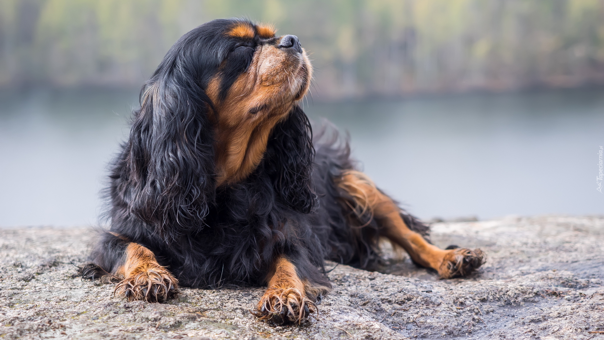 Leżący, Pies, King charles spaniel, Zamknięte, Oczy, Podniesiona, Głowa