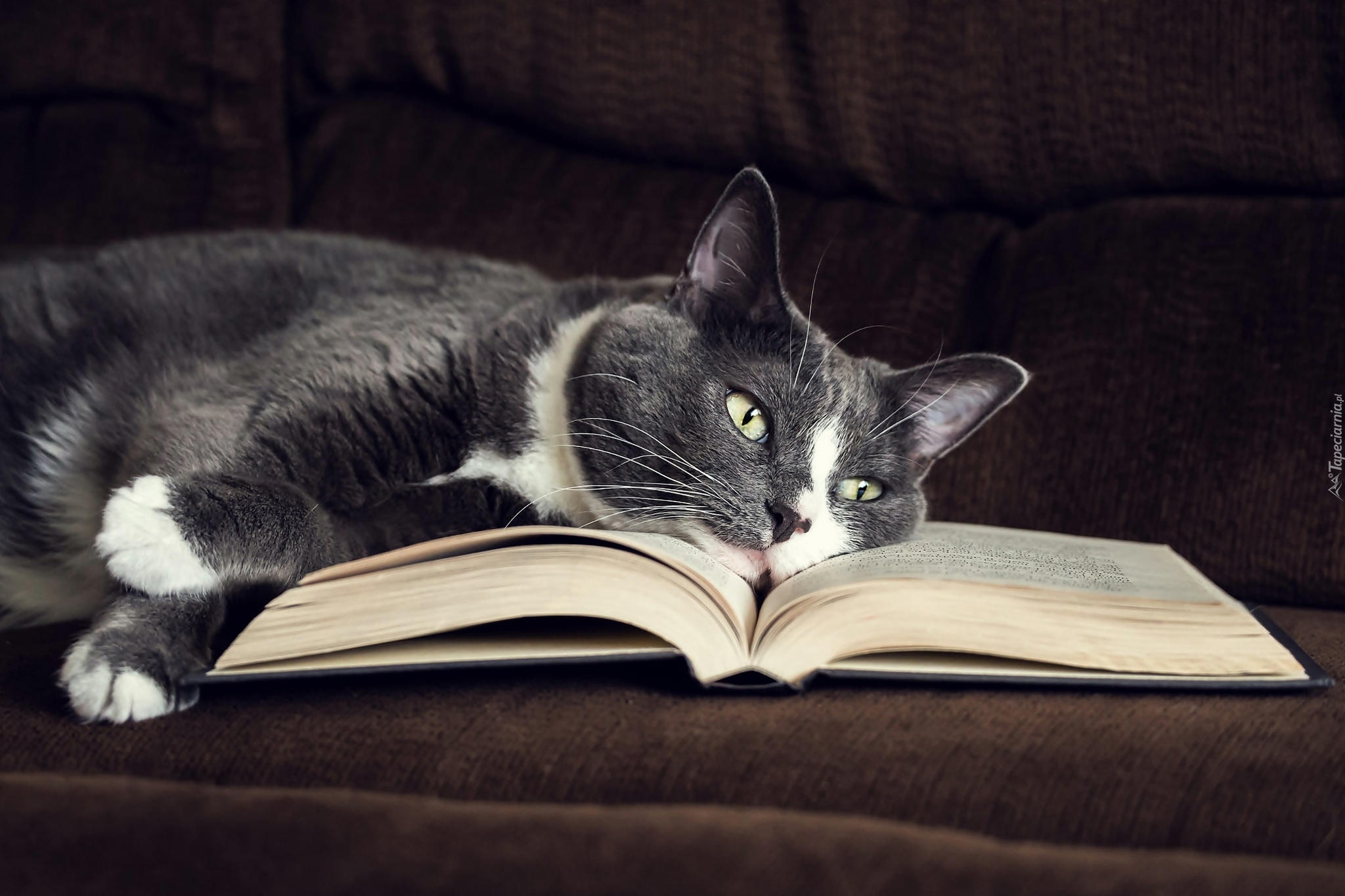 Leżący, Kot, Książka