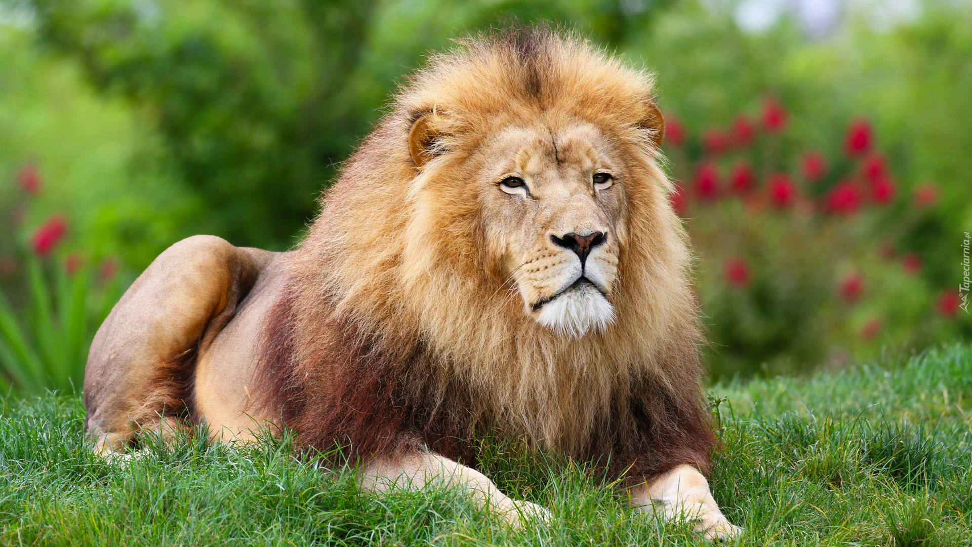 Leżący, Lew, Grzywa, Zielona, Trawa