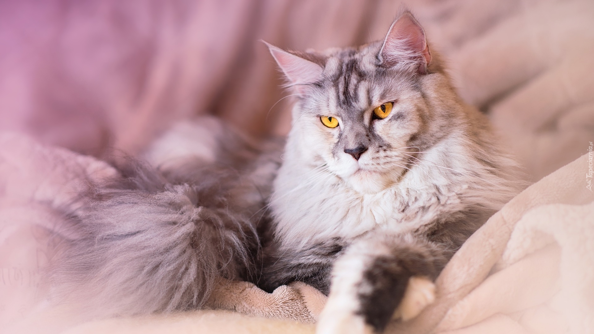 Leżący, Kot, Maine coon, Mainkun