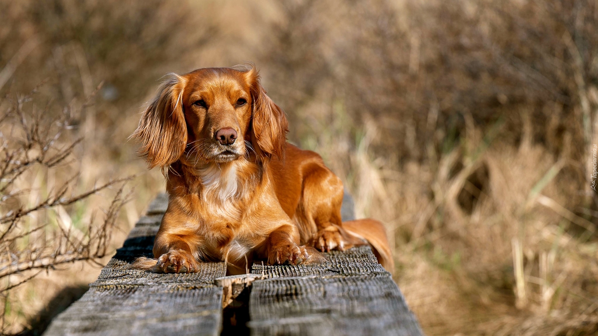 Pies, Working cocker spaniel, Deski