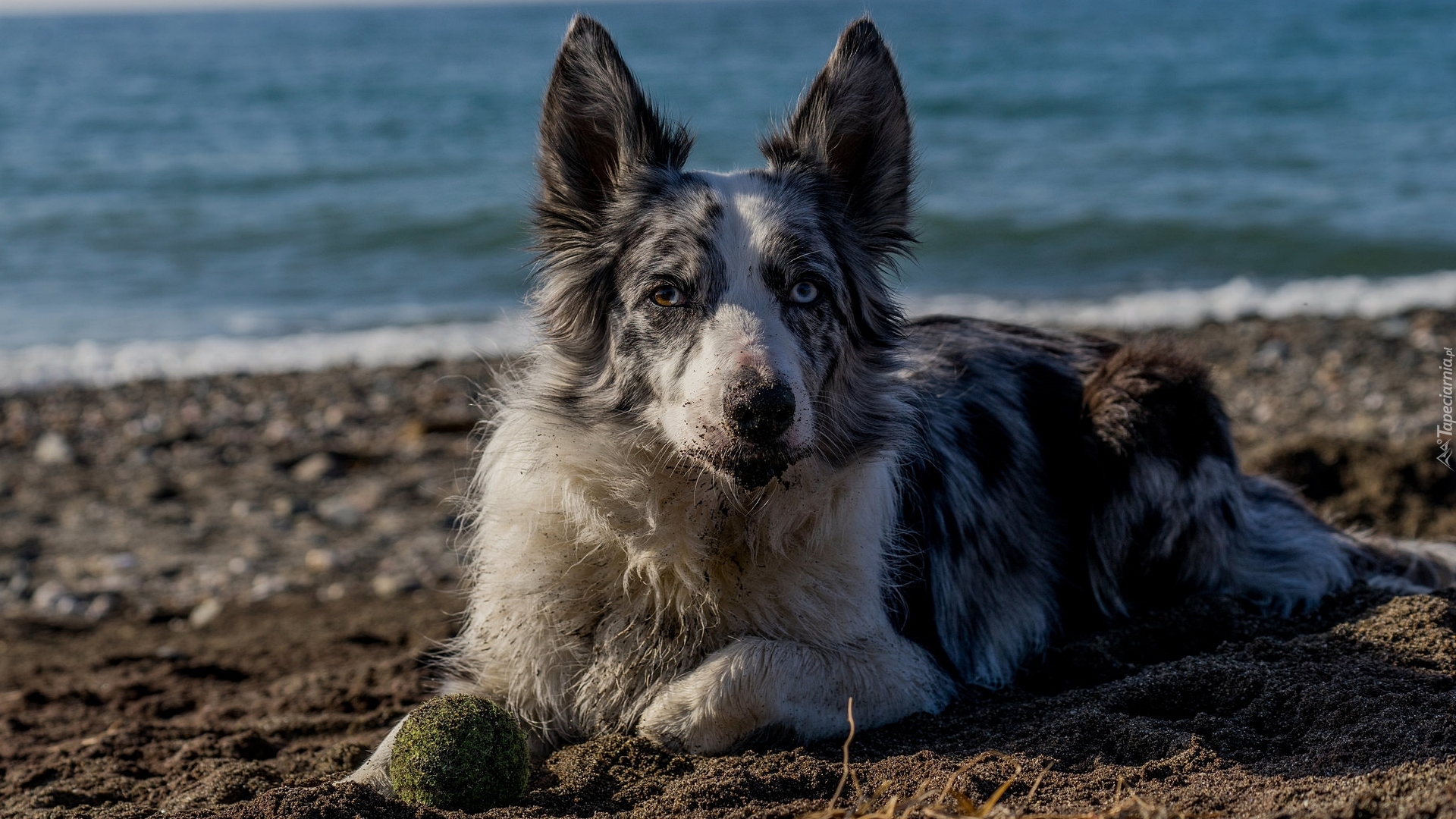 Pies, Border collie, Piłeczka, Plaża, Piasek, Woda