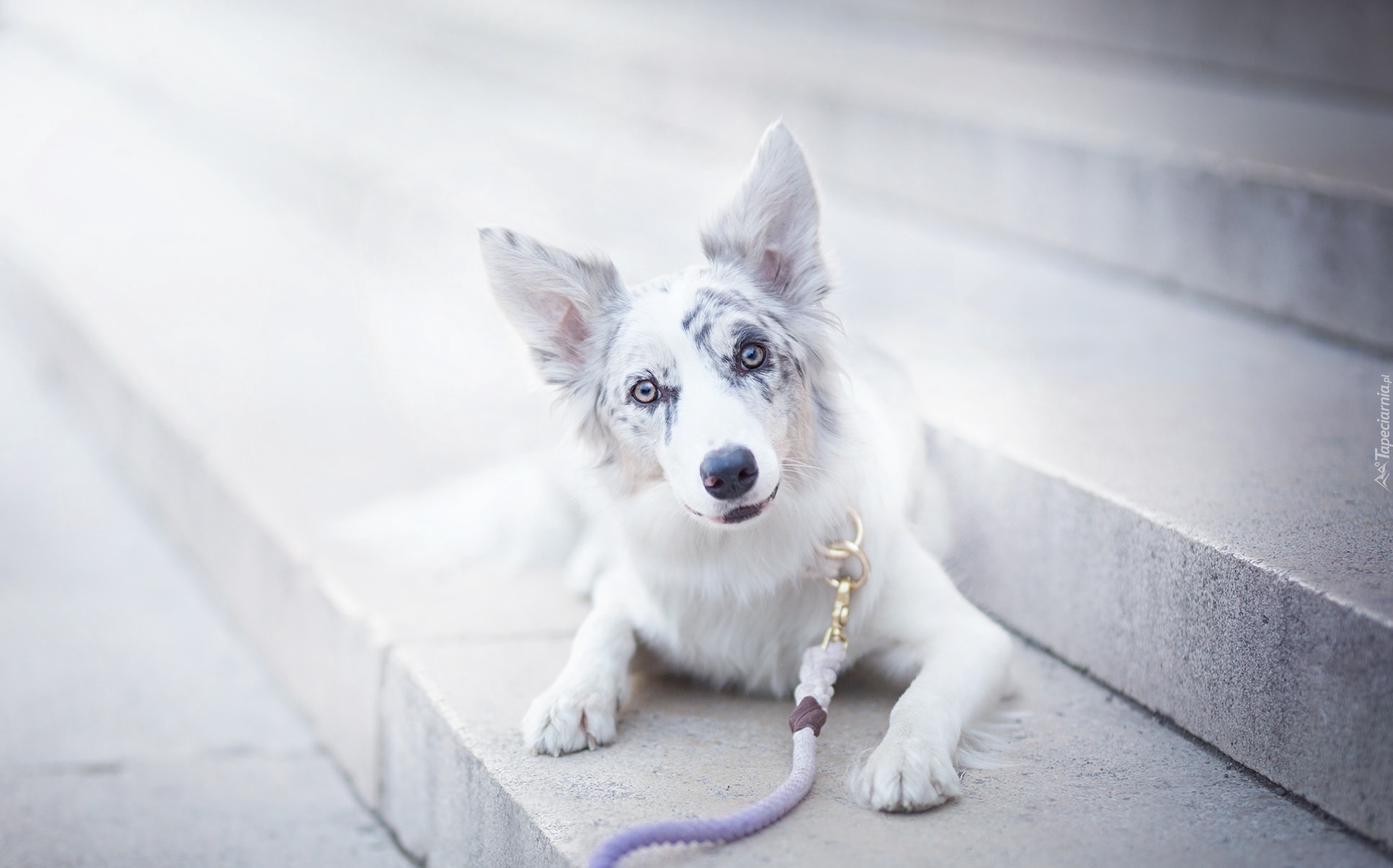 Border collie, Smycz, Schody