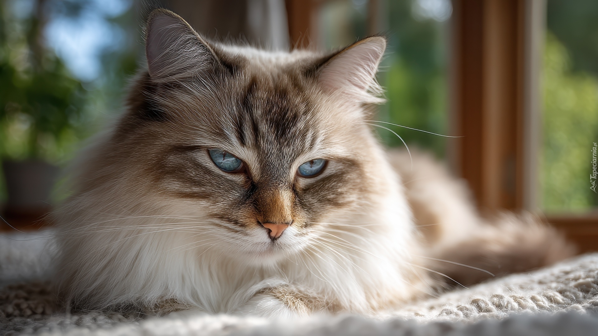 Kot, Ragdoll, Kanapa