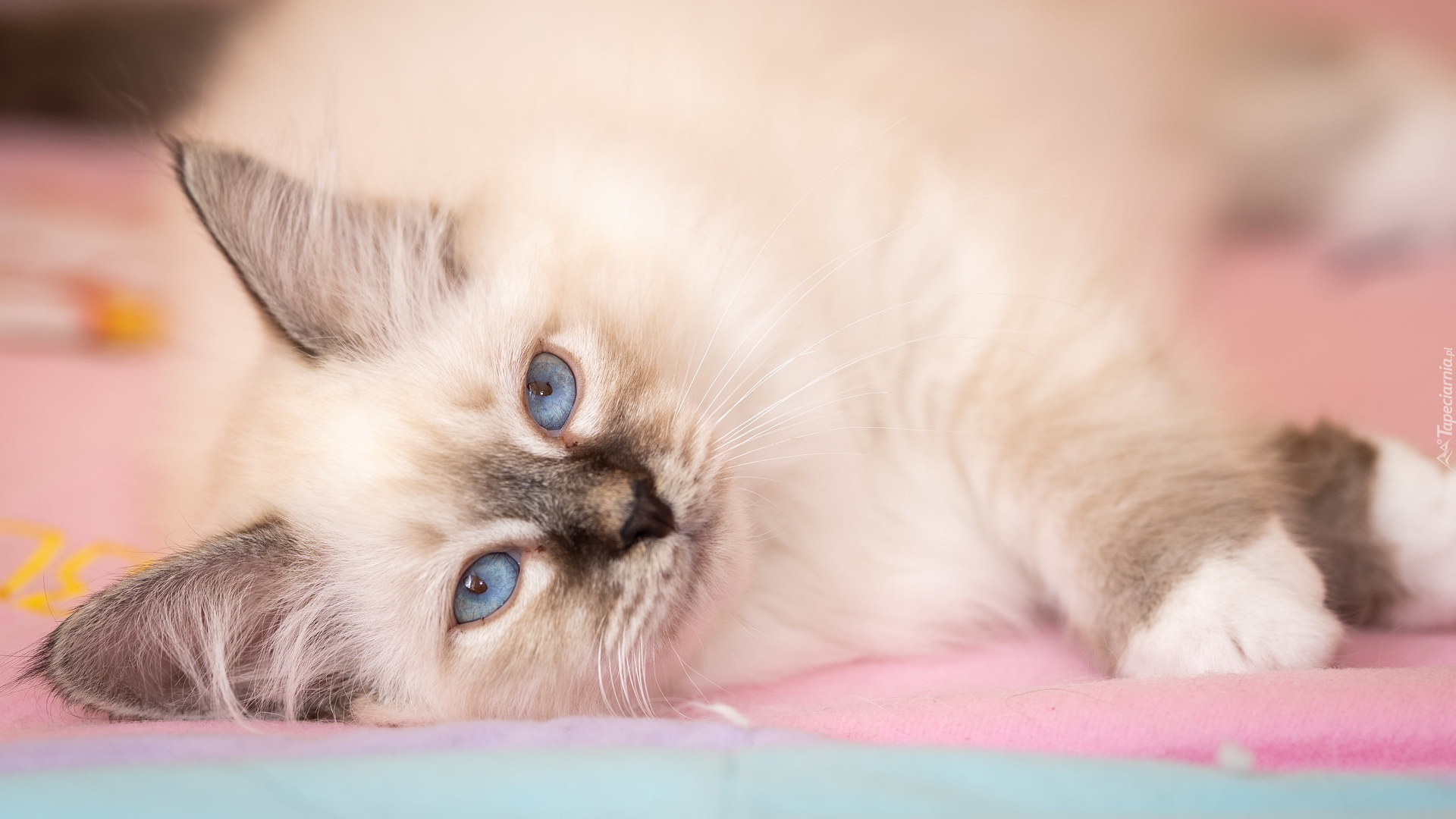 Leżący, Kot, Niebieskie, Oczy