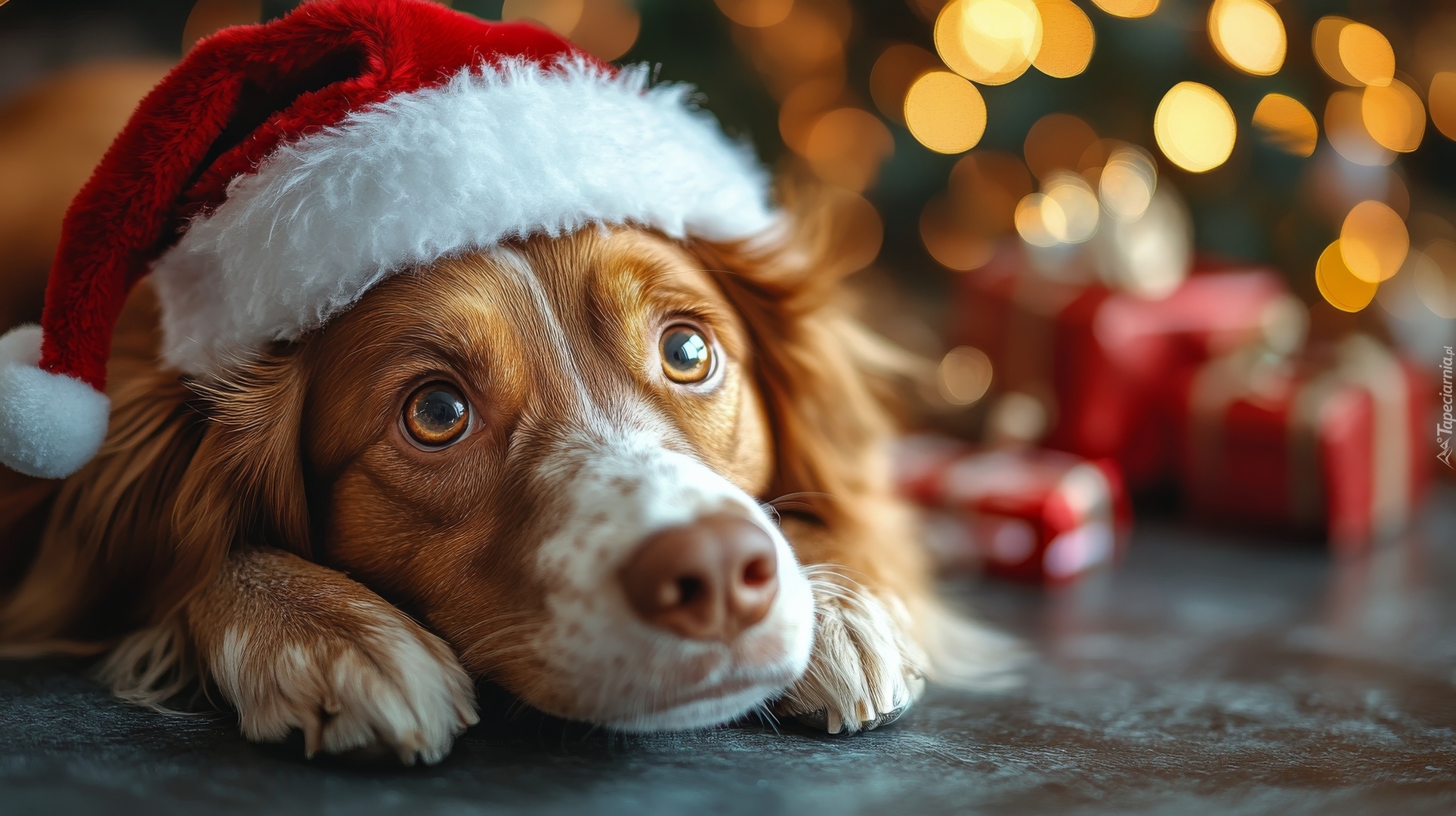 Pies, Springer spaniel walijski, Czapka, Mikołaja, Prezenty