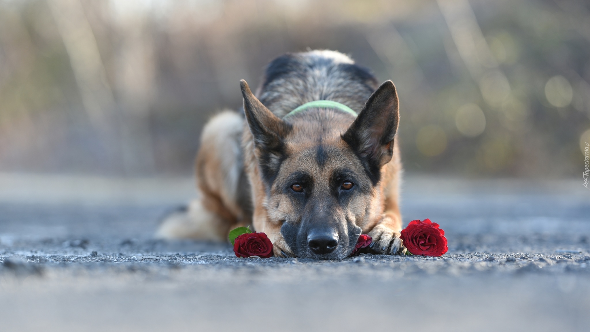 Pies, Leżący, Owczarek niemiecki, Róże