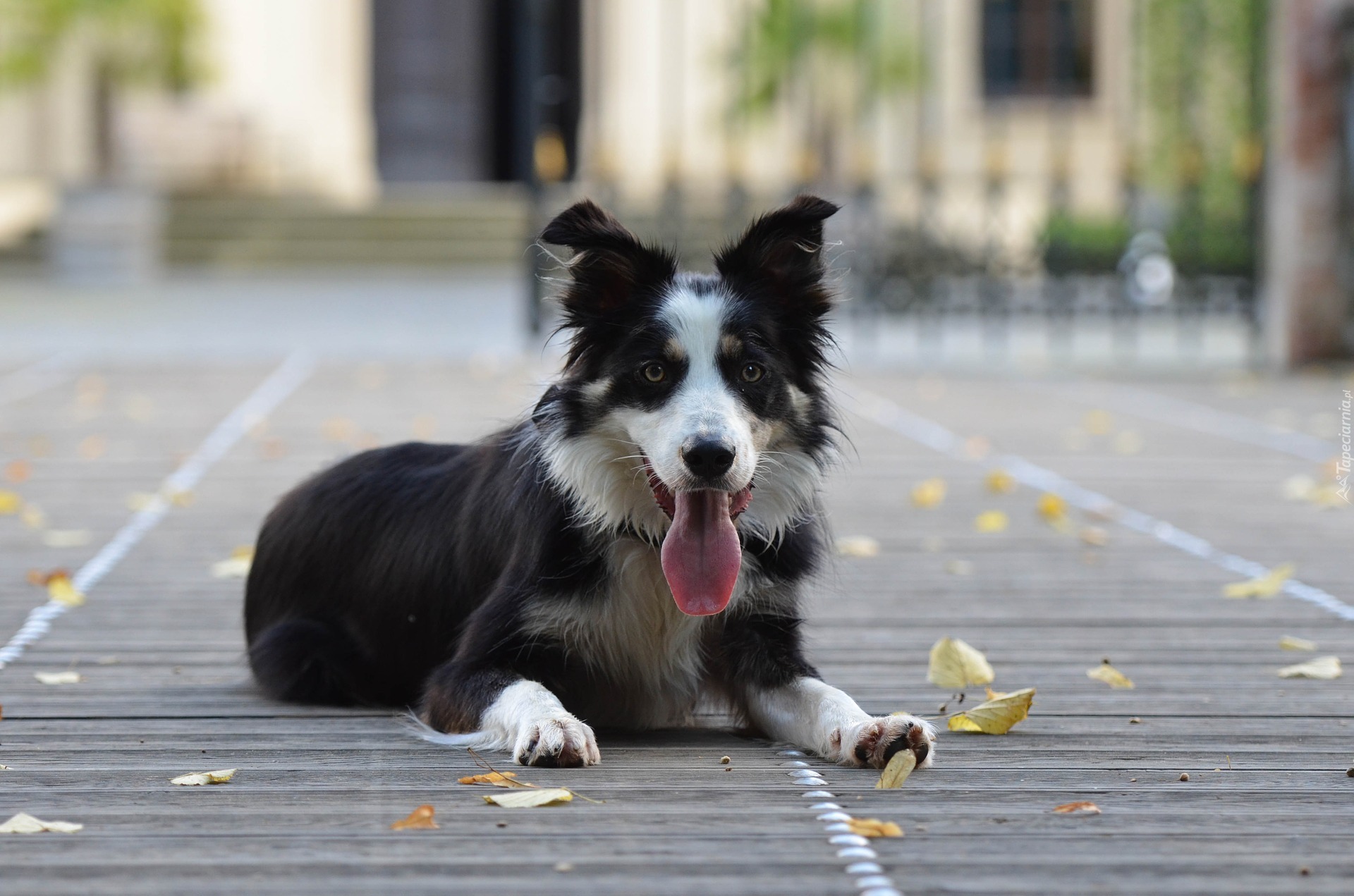 Border collie, Pysk, Jęzor