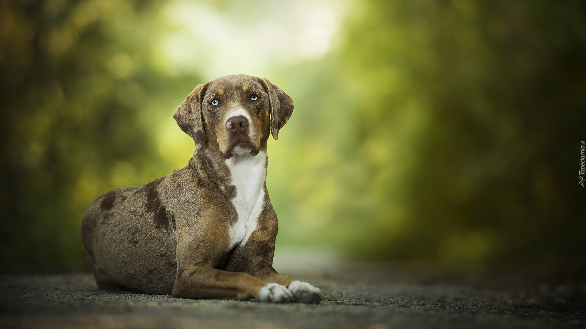 Leżący, Pies, Catahoula leopard dog