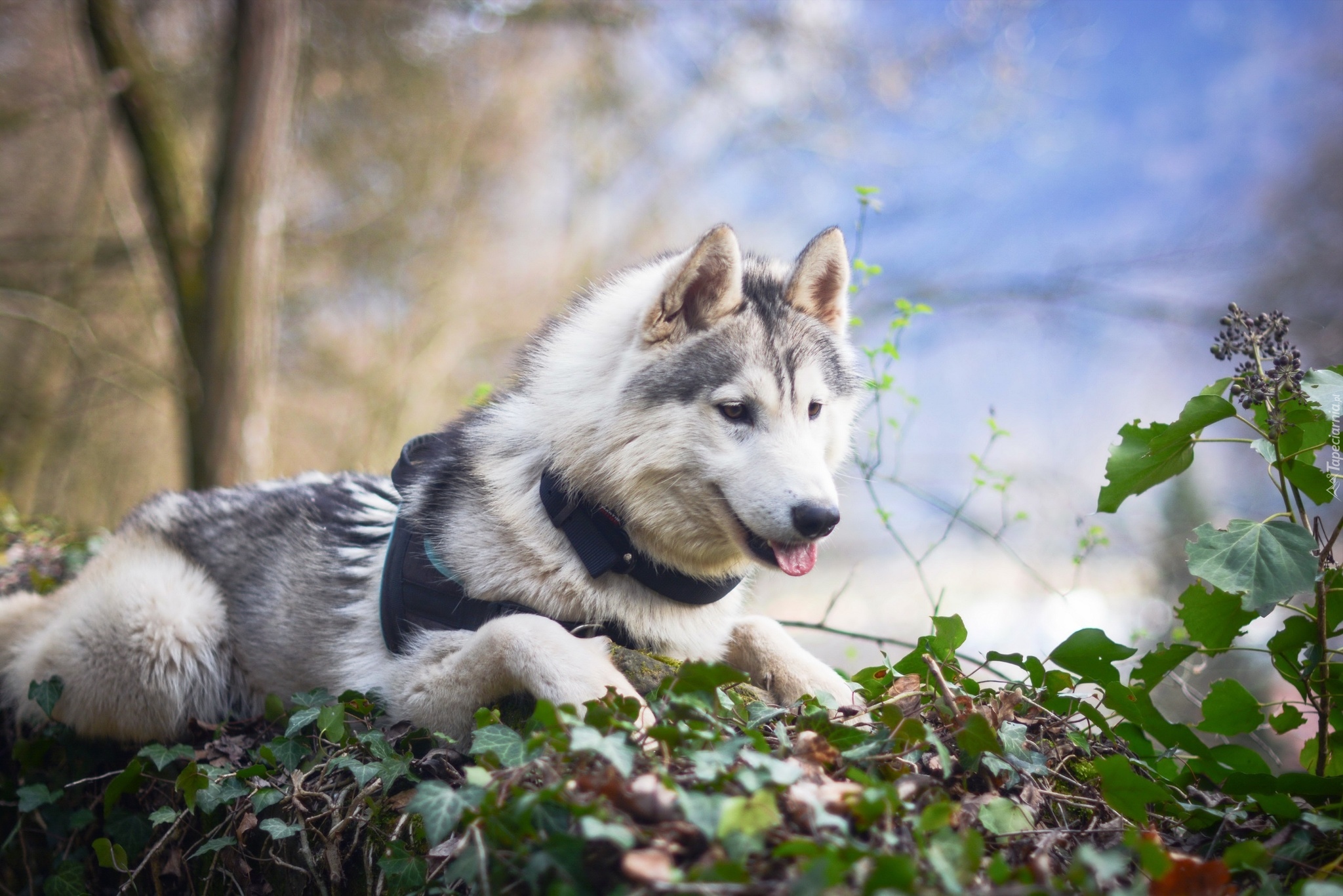 Pies, Siberian husky, Drzewa, Liście