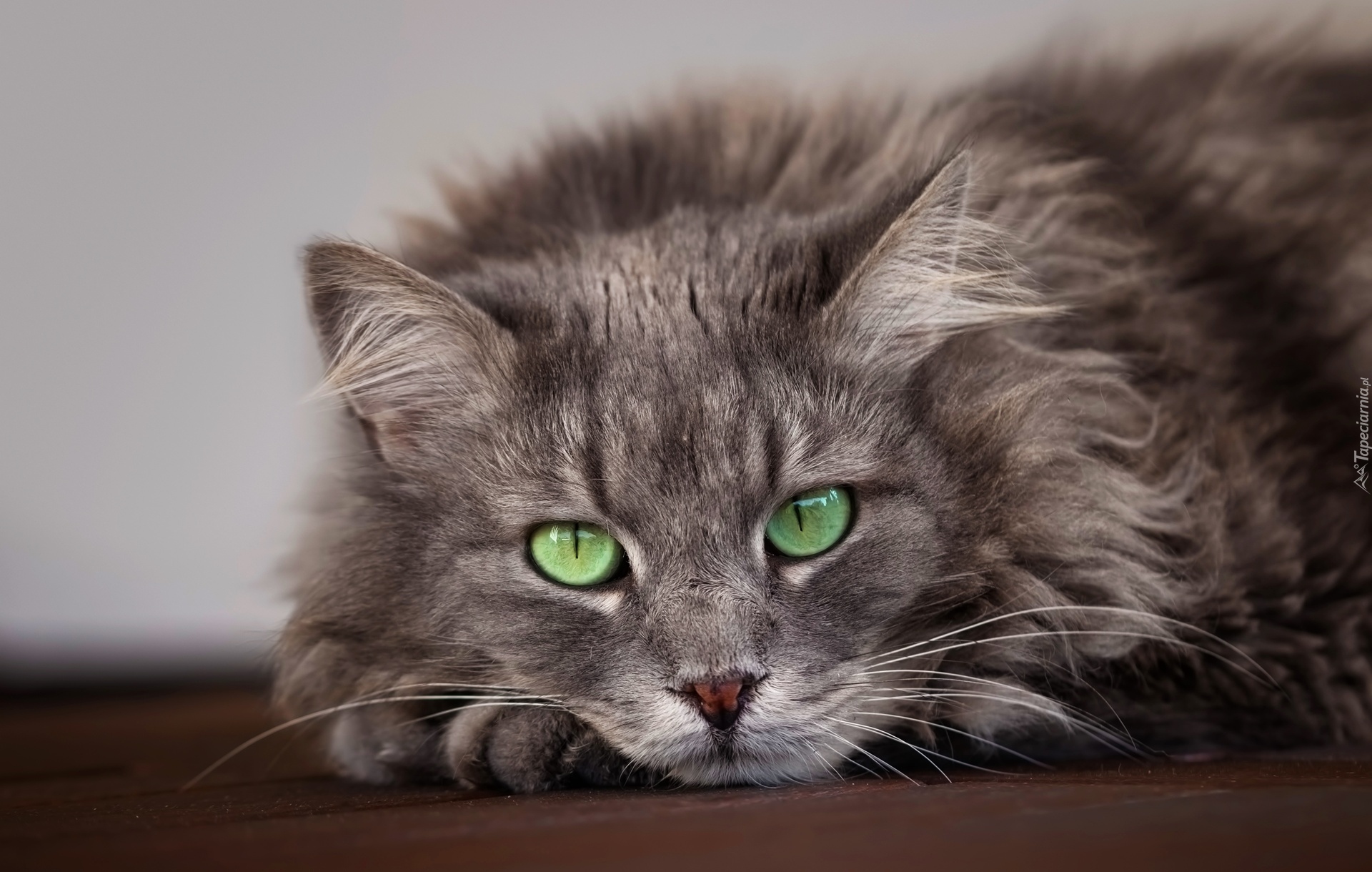 Kot, Szary, Zielone, Oczy