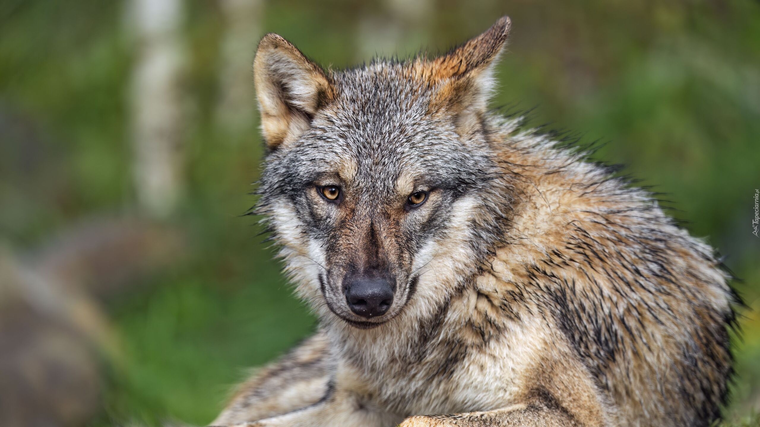 Leżący, Szary, Wilk, Głowa