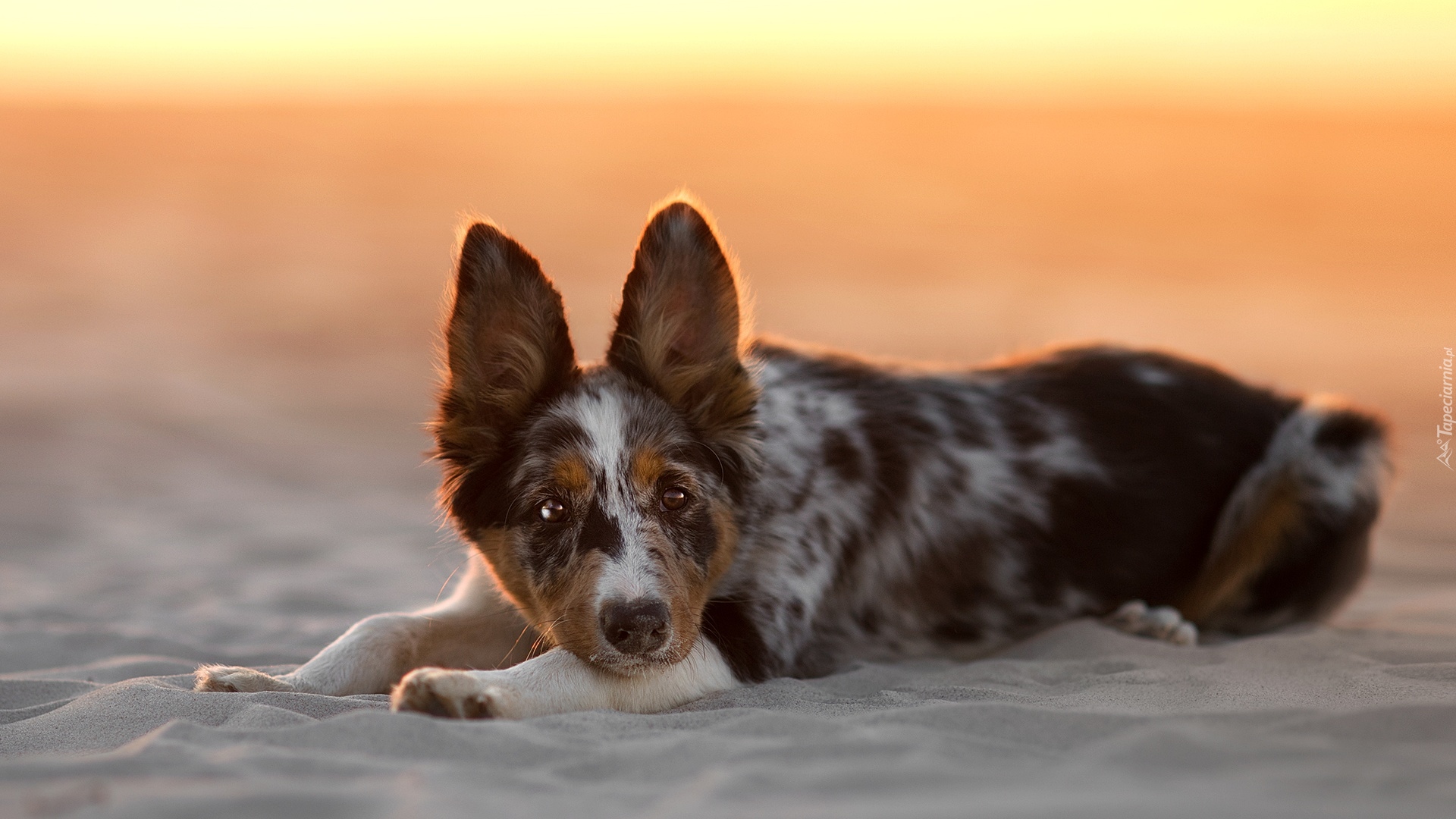 Pies, Border collie, Plaża, Piasek