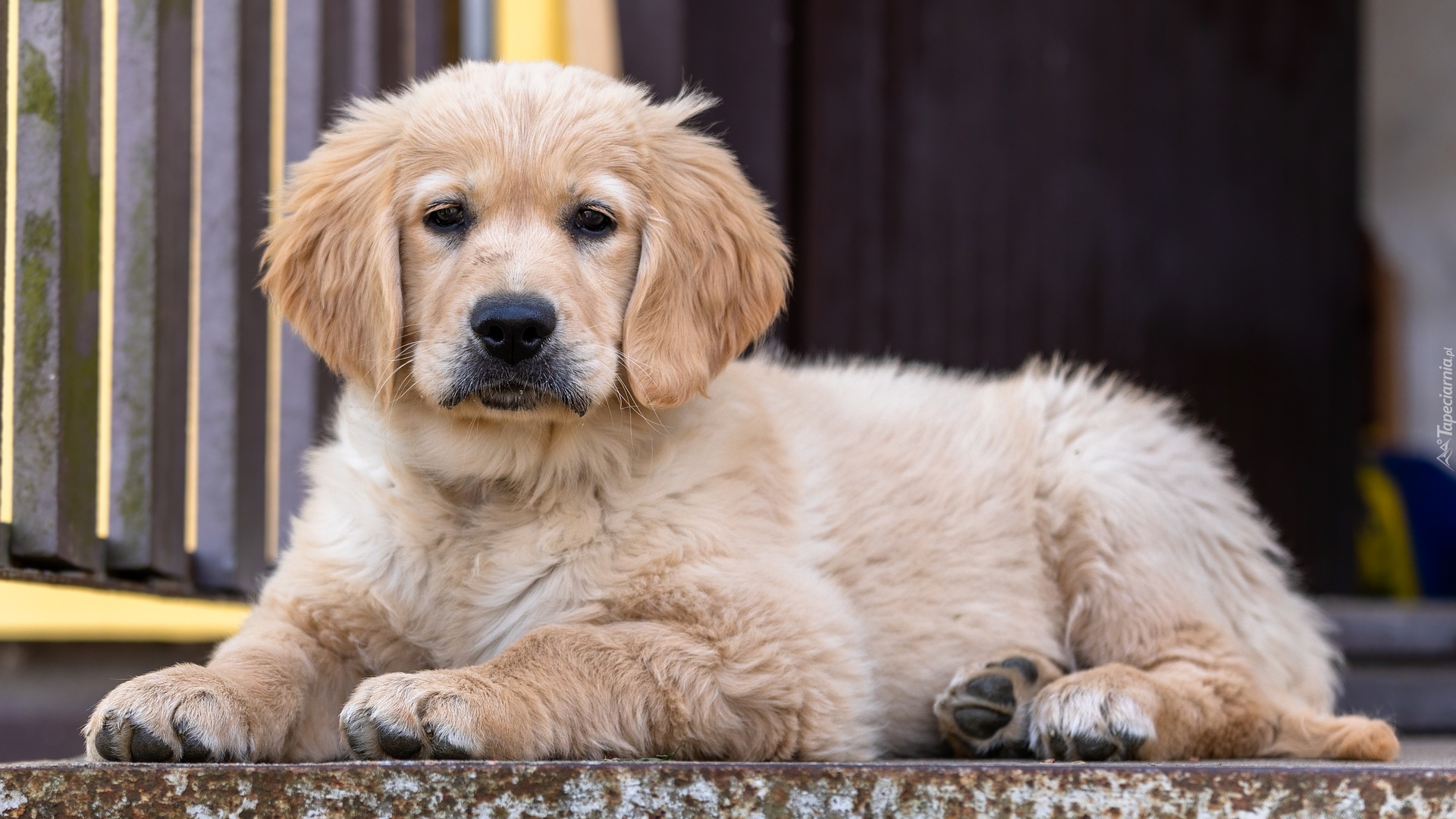 Leżący, Pies, Szczeniak, Golden retriever