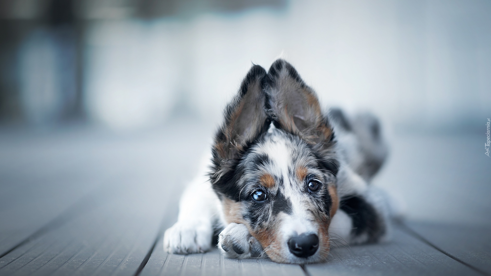 Leżący, Szczeniak, Border collie, Mordka