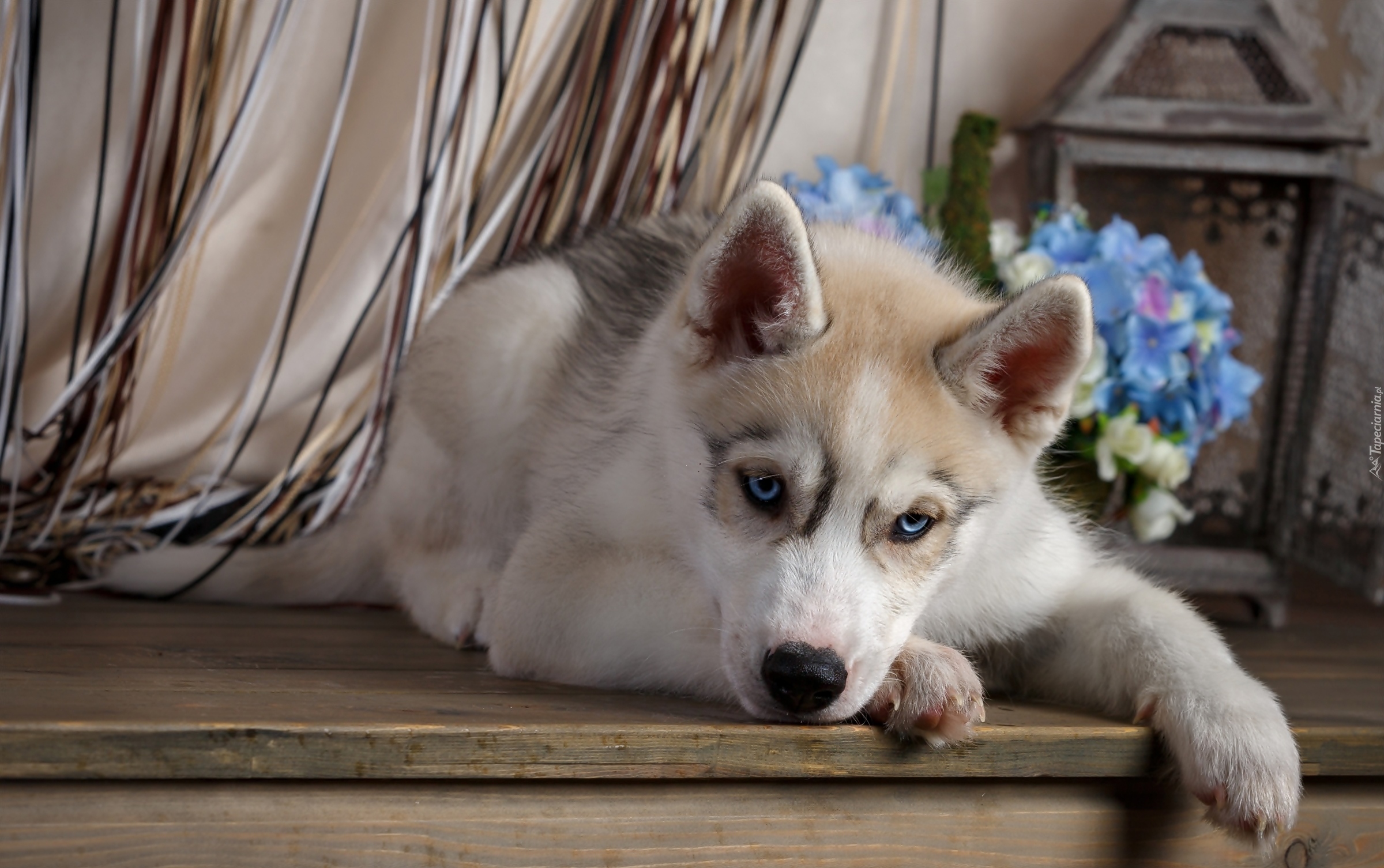 Szczeniak, Siberian husky