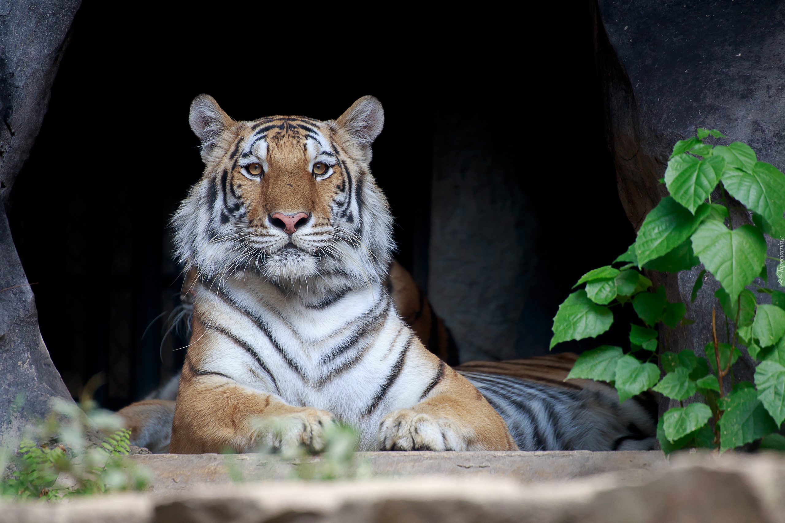 Leżący, Tygrys bengalski