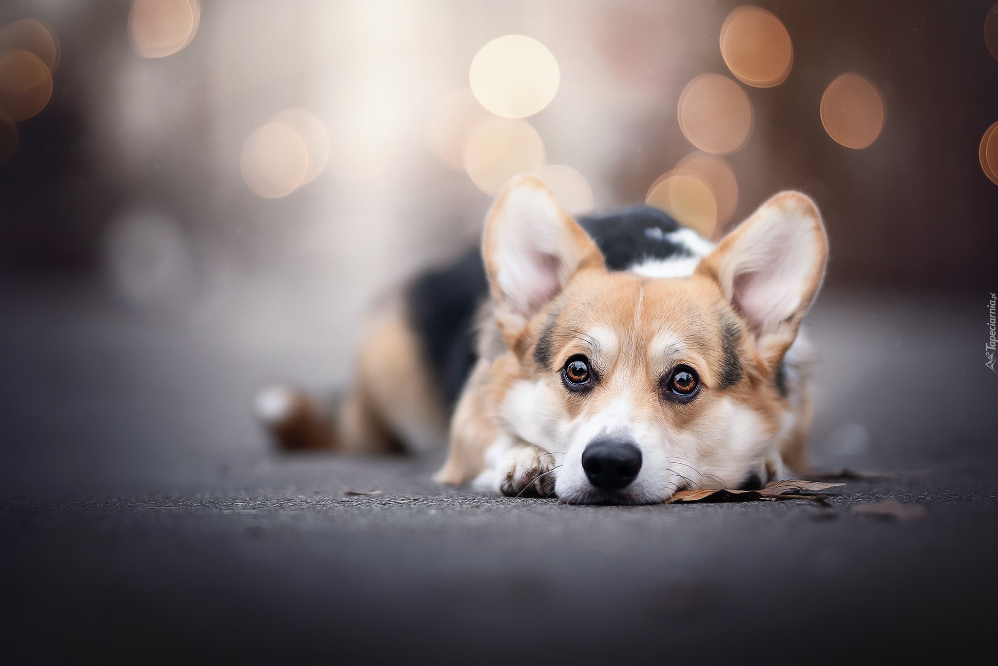 Pies, Welsh corgi pembroke, Leżący