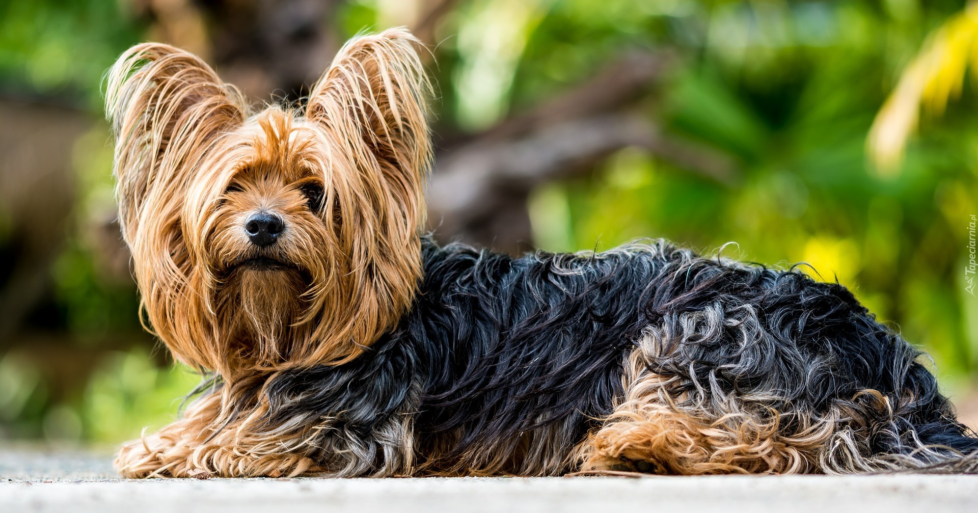 Pies, Yorkshire terrier