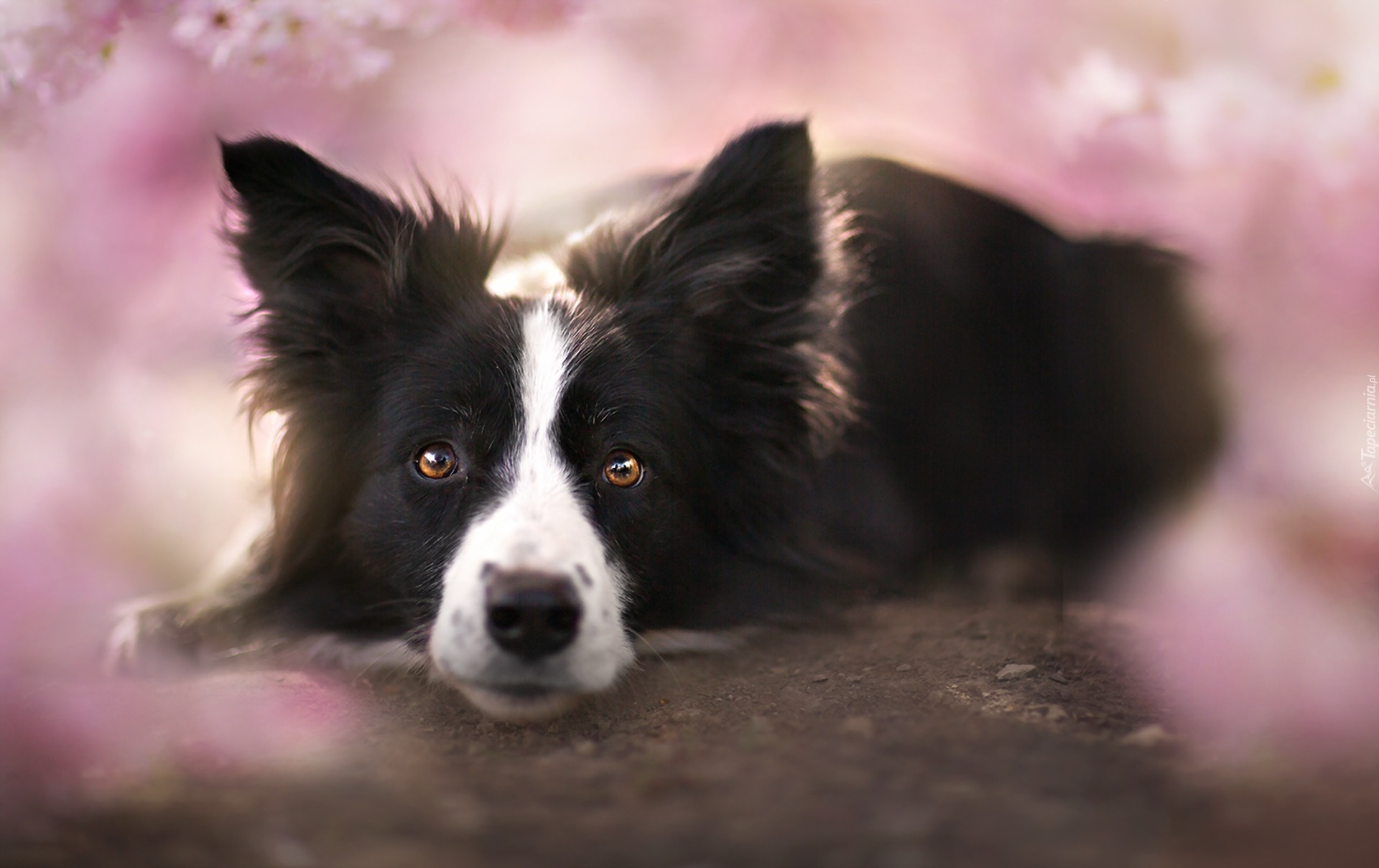 Border collie, Rozmyte, Tło