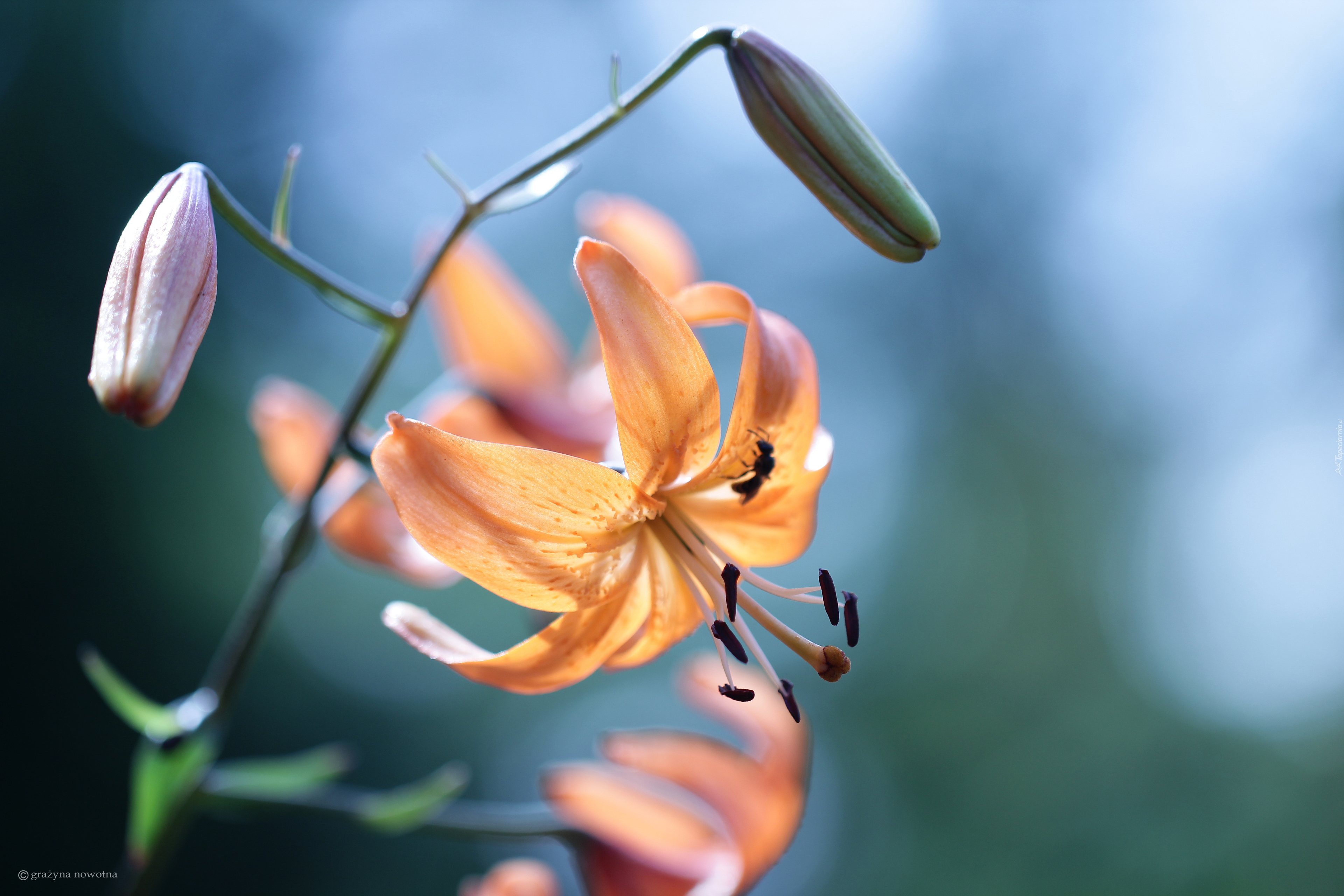 Lilia tygrysia, Kwiat, Pomarańczowy
