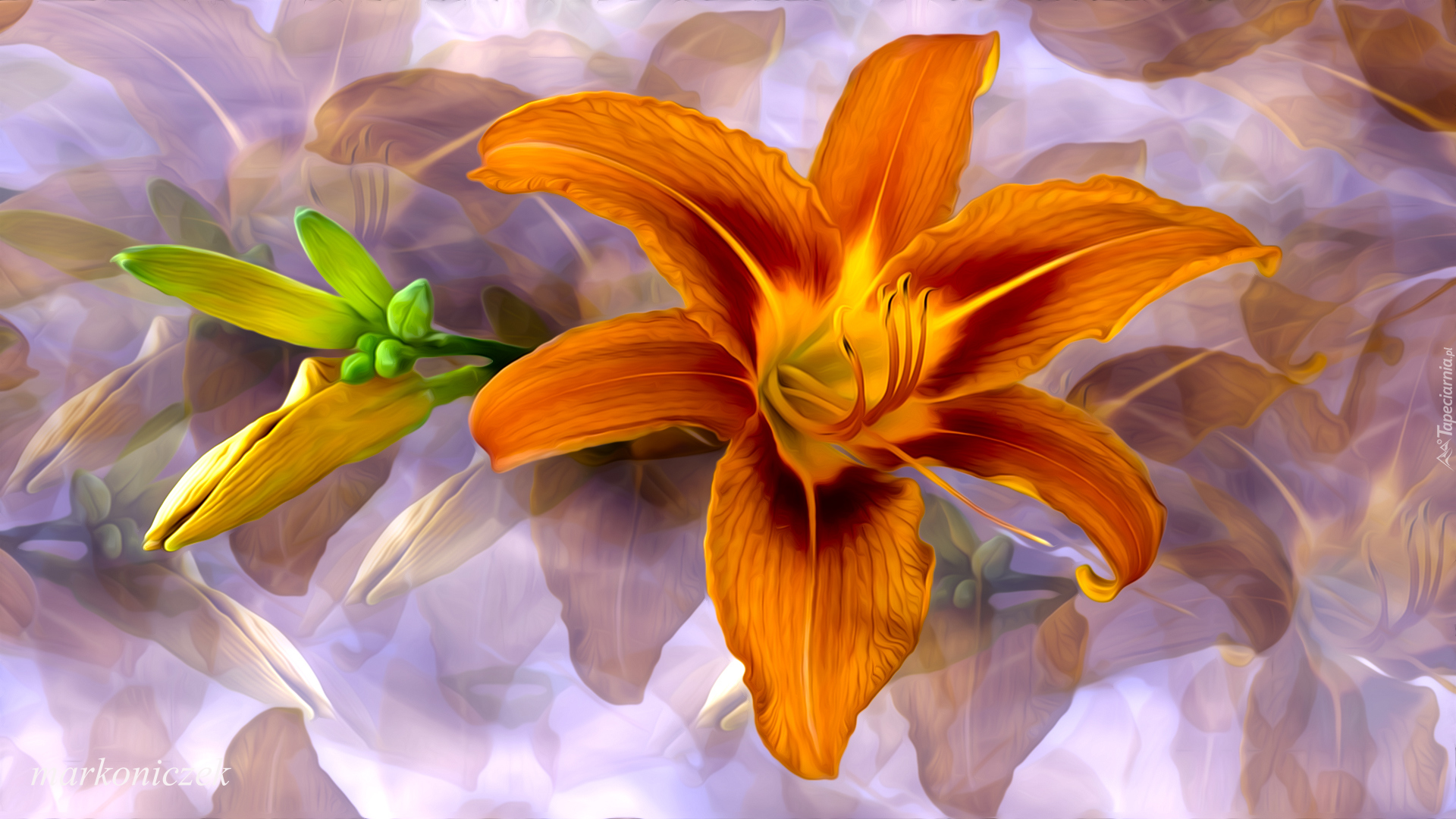 Kwiat, Lilia, Pąk, Grafika