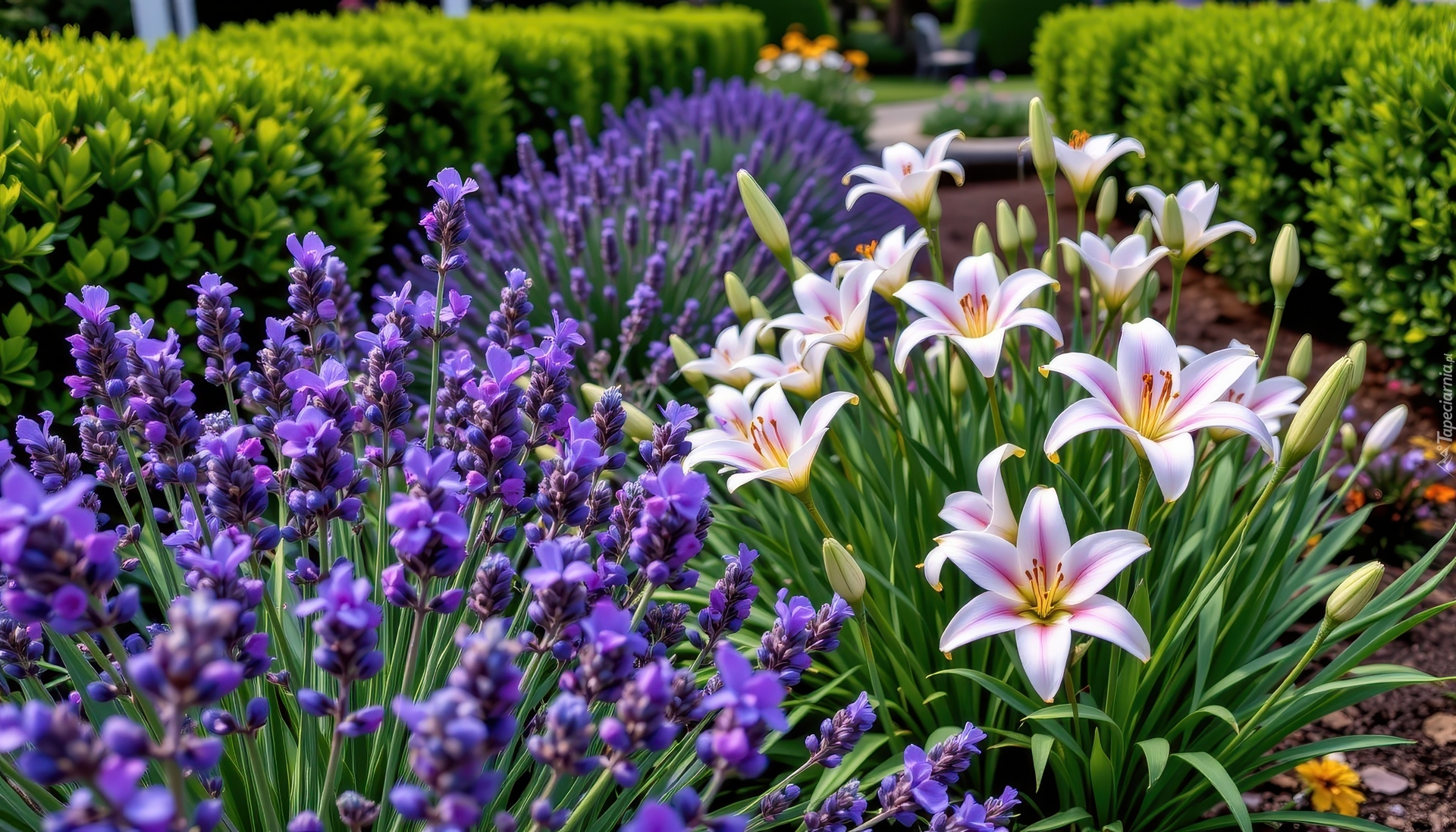 Kwiaty, Lawenda, Lilie, Ogród