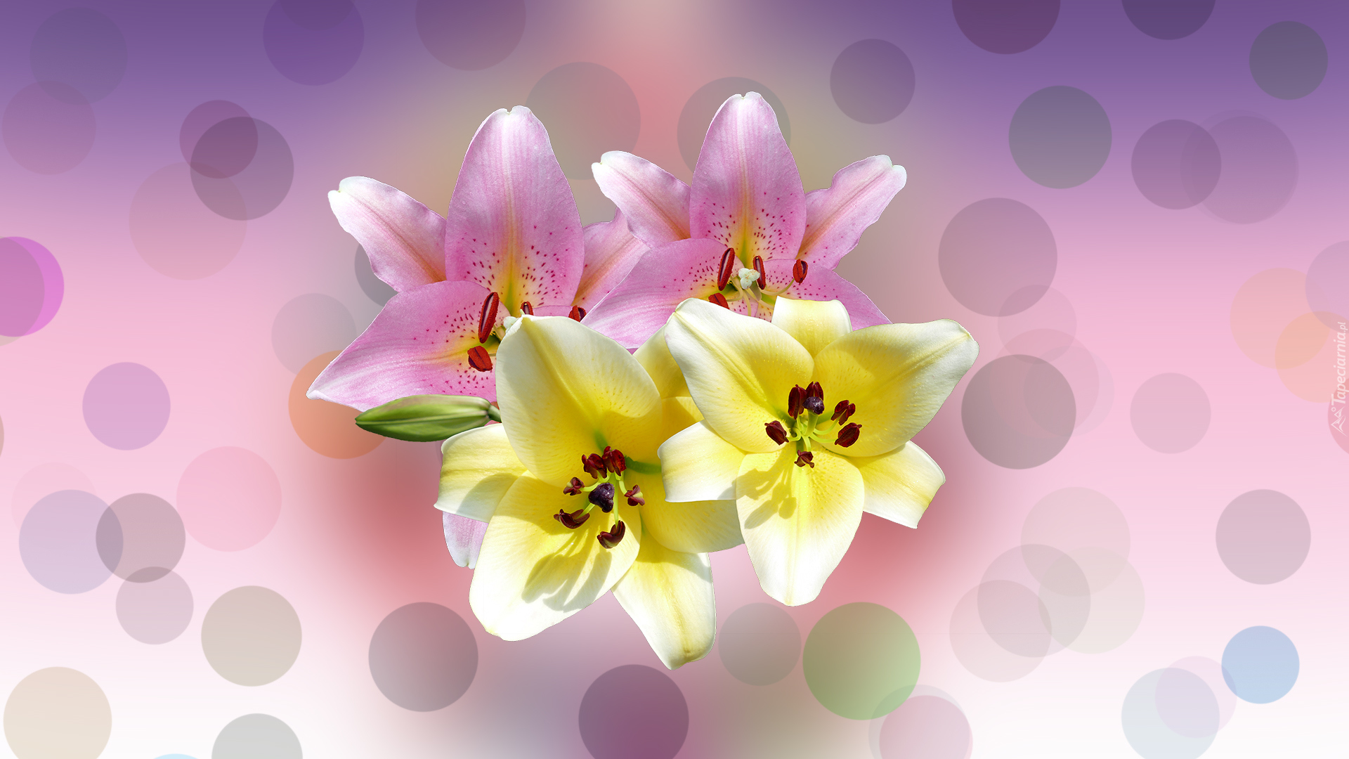 Kwiaty, Lilie, Grafika 2D
