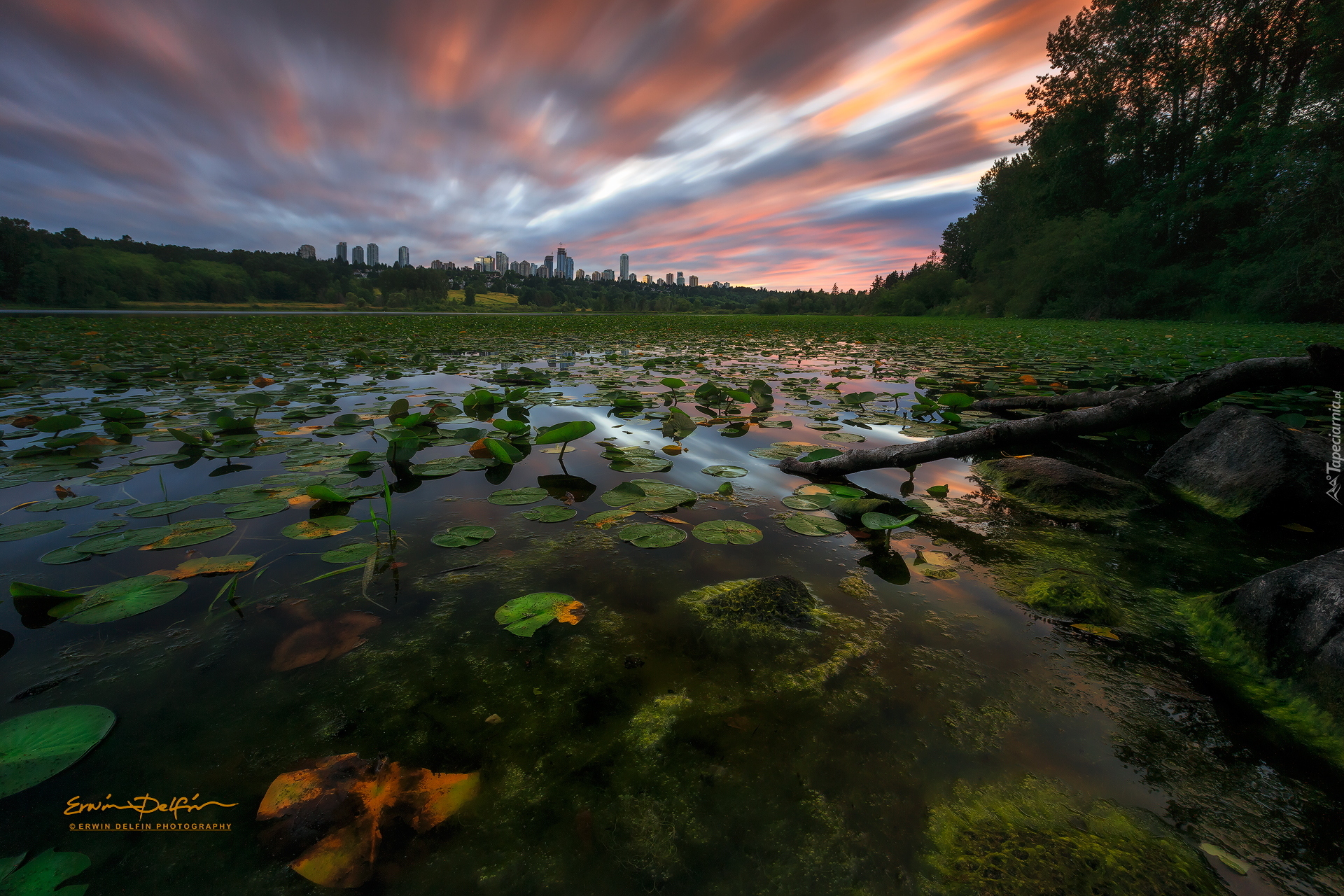 Zachód słońca, Staw, Liście, Lilie wodne, Drzewa, Domy, Chmury, Deer Lake Park, Vancouver, Kanada