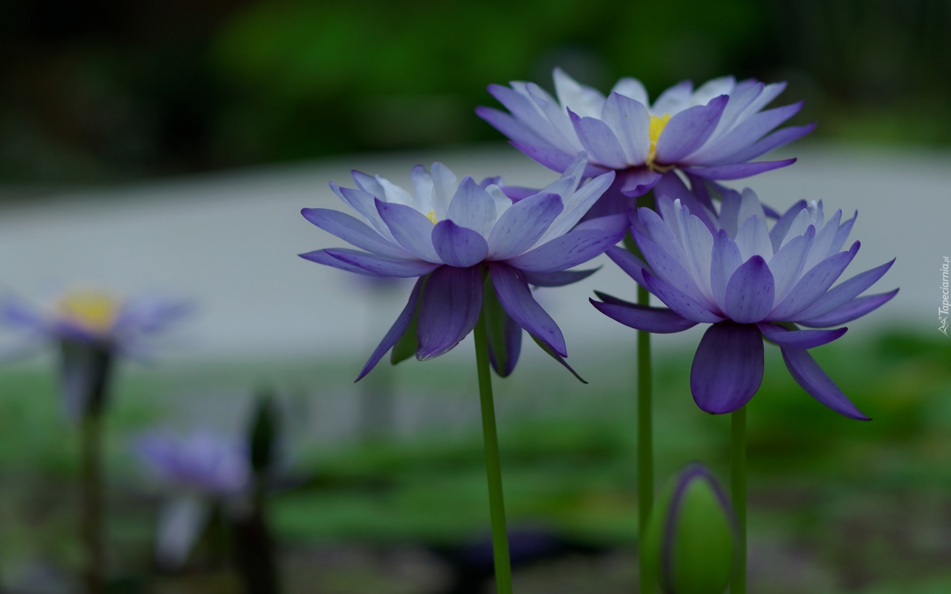 Kwiaty,  Niebieskie, Lilie wodne