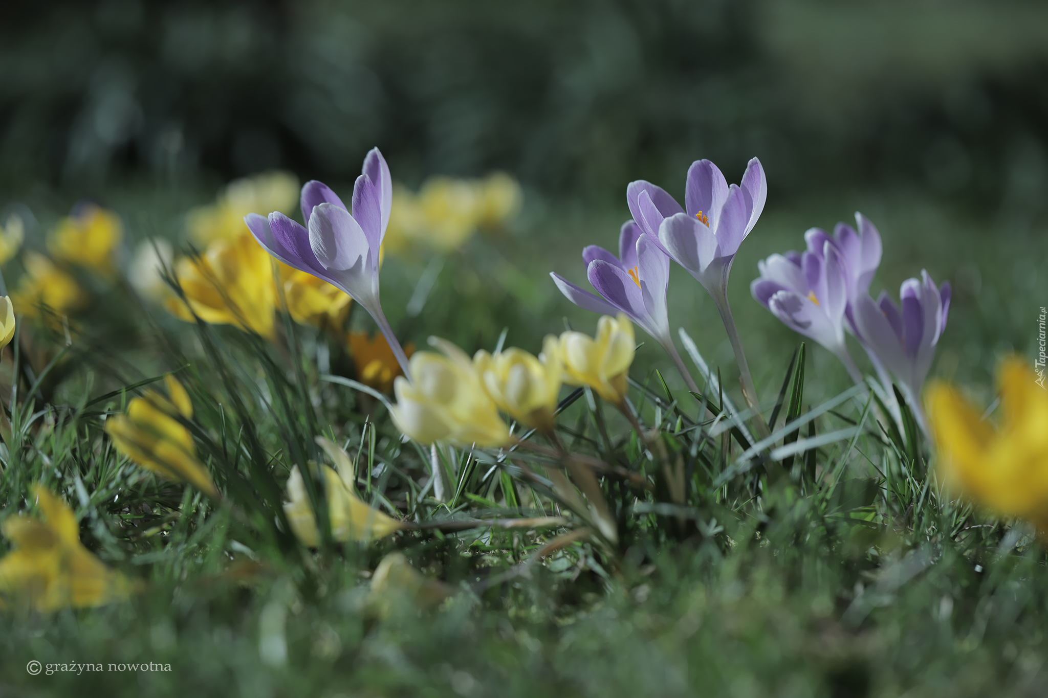 Liliowe, Żółte, Krokusy, Kwiaty