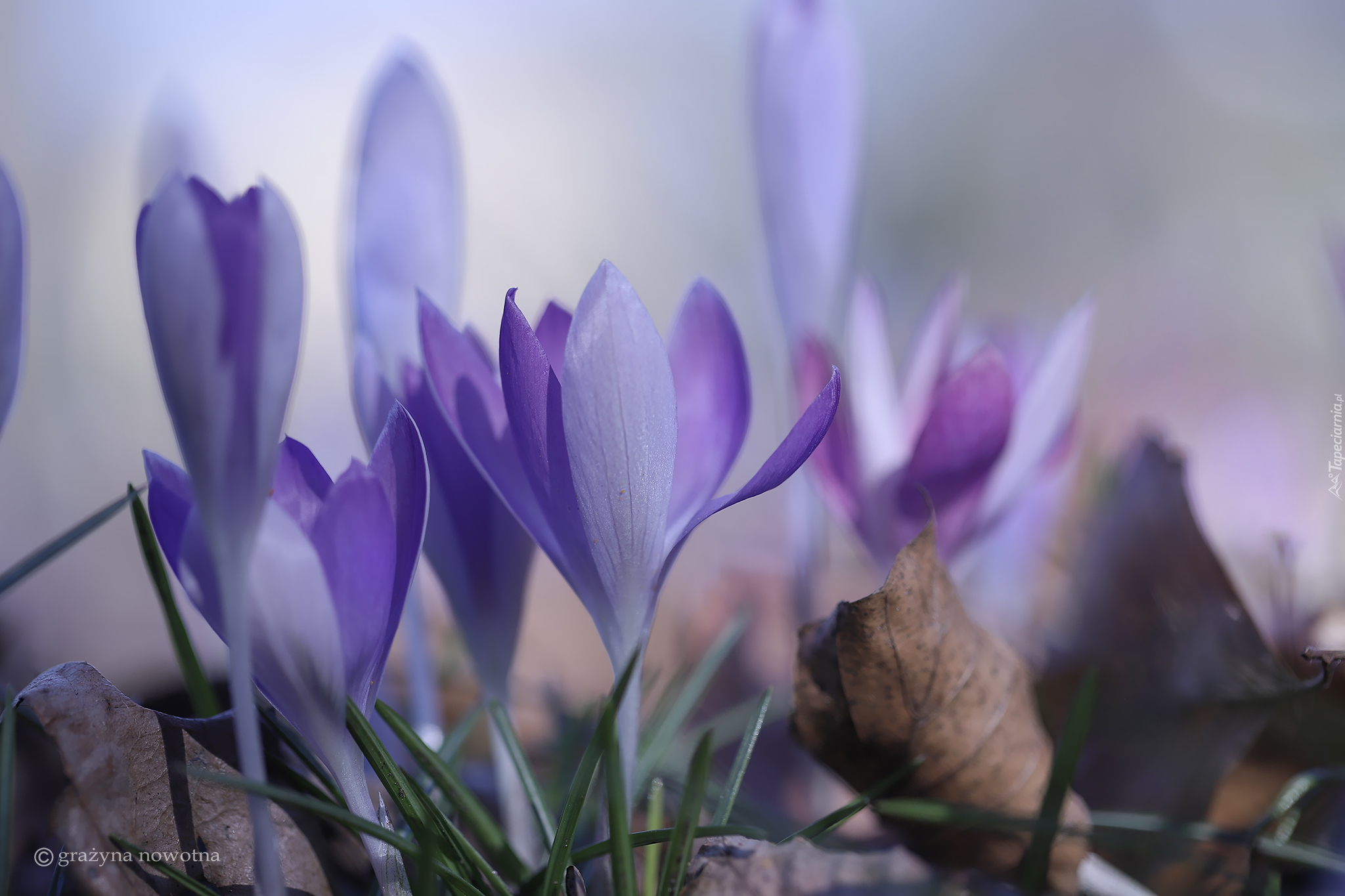Liliowe, Kwiaty, Krokusy