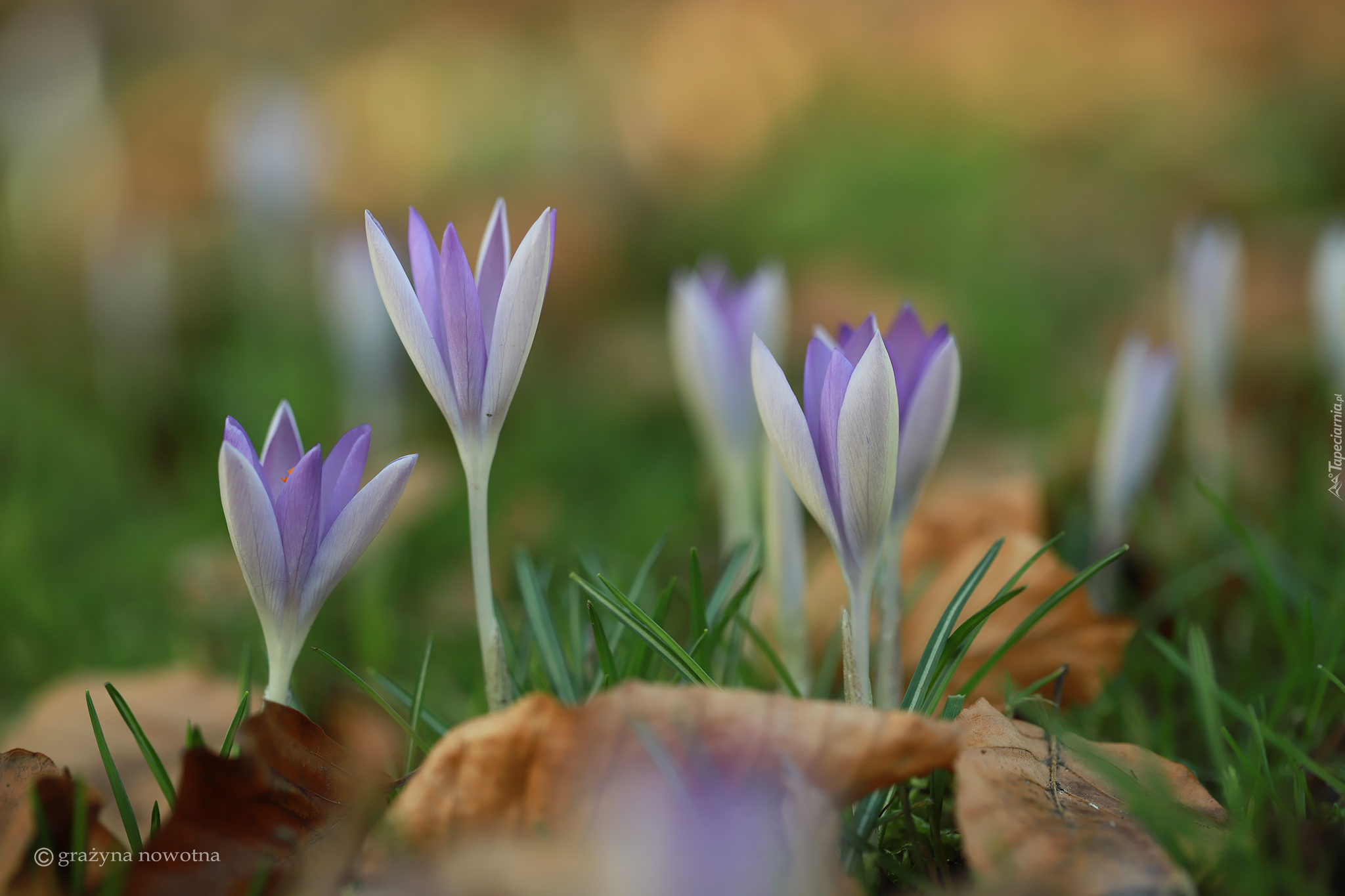 Rozkwitające, Liliowe, Krokusy, Kwiaty