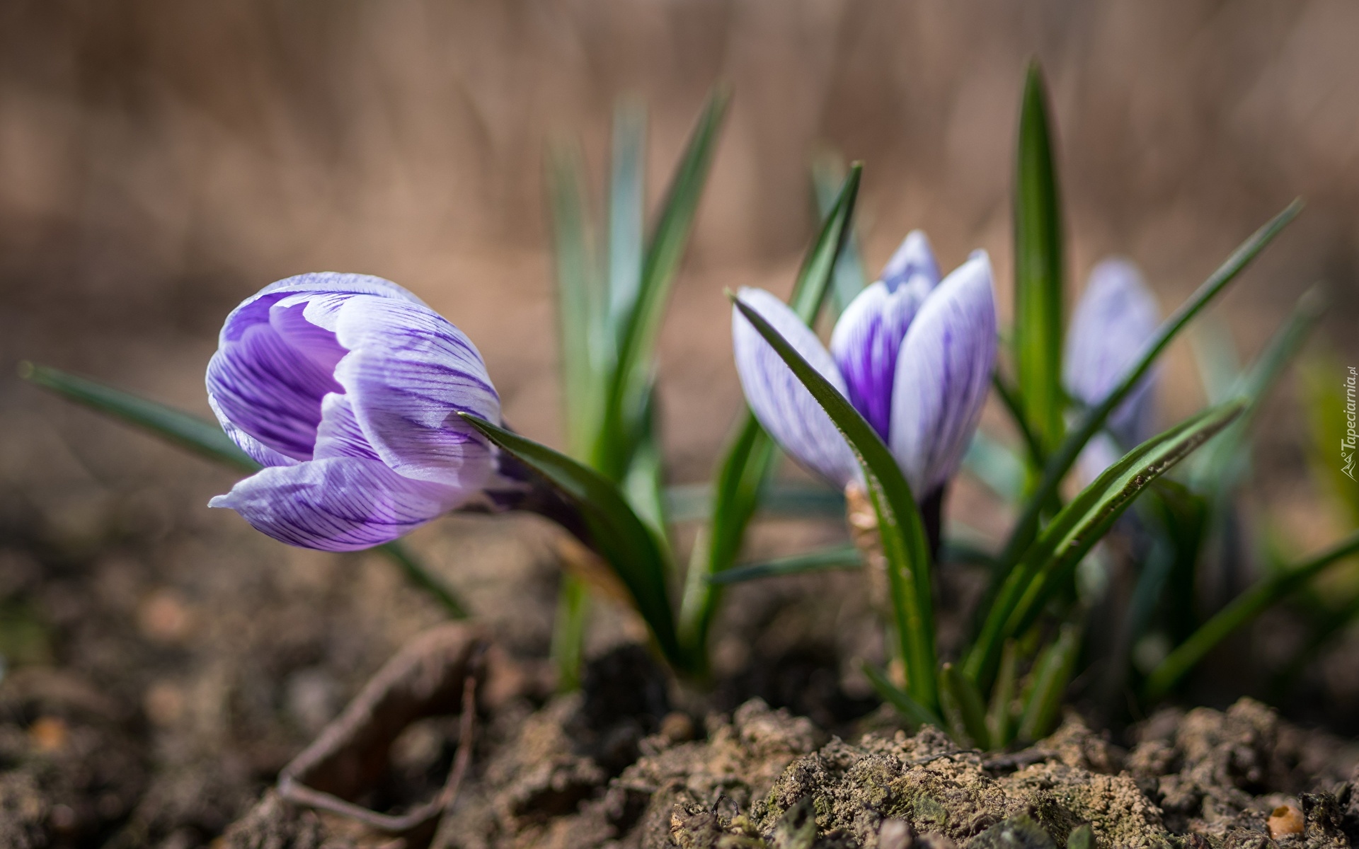 Krokusy, Liliowe, Kwiaty, Zbliżenie