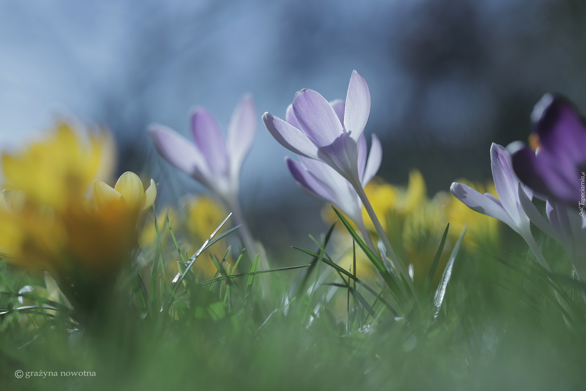 Liliowe, Krokusy, Kwiaty, Trawa, Zbliżenie