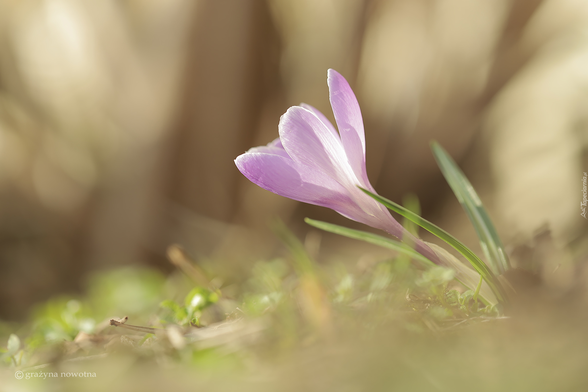 Liliowy, Pochylony, Krokus