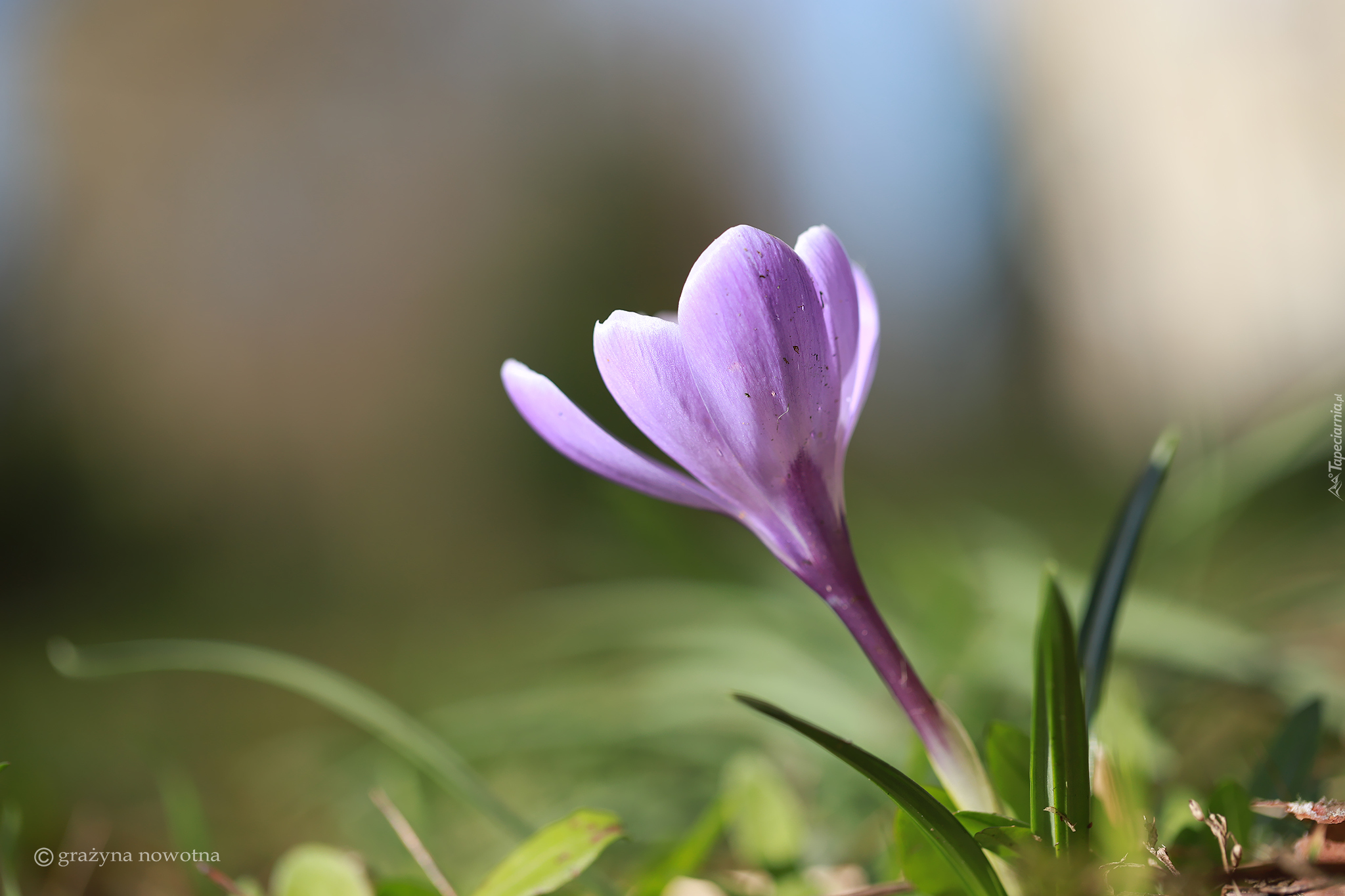Liliowy, Krokus, Kwiat